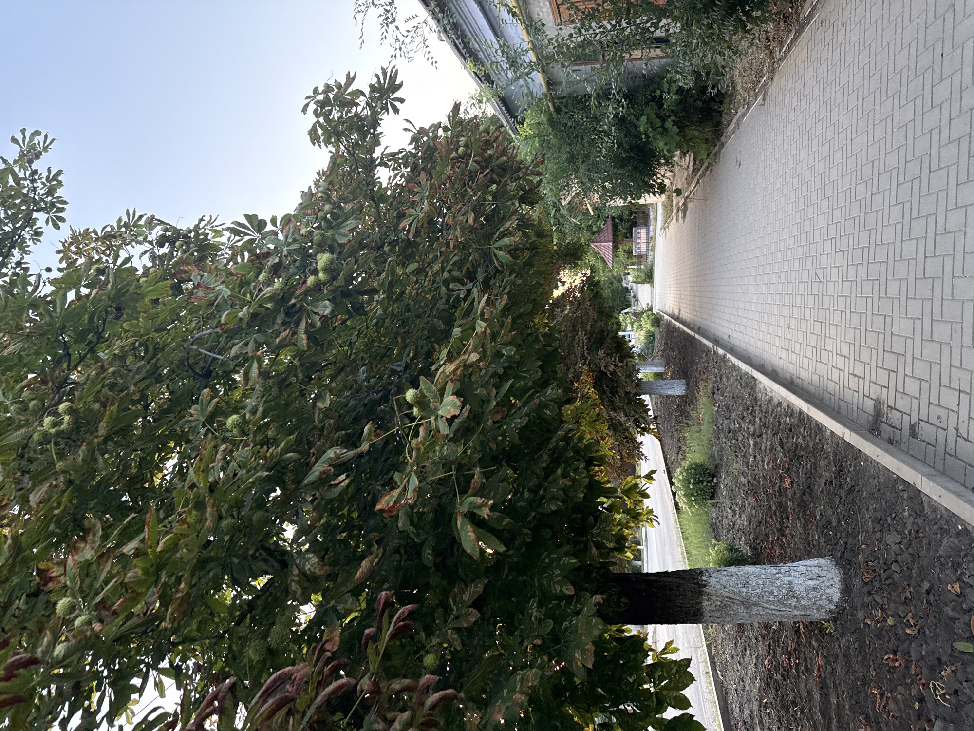 A paved walkway runs alongside a tree-lined street in Basarabeasca, Moldova. The walkway is constructed of grey interlocking pavers. On the left side of the walkway, there is a row of trees, predominantly chestnut trees, with their trunks painted white at the base. The leaves of these trees are green, with some showing signs of browning. The ground beneath the trees is covered in dark soil and scattered leaves. Further down the street, a small gazebo with a red roof is visible. On the right side of the walkway, a single-story building with a grey facade and a brown window frame is present, with green bushes growing in front of it. The sky above is clear and light blue, indicating daylight.