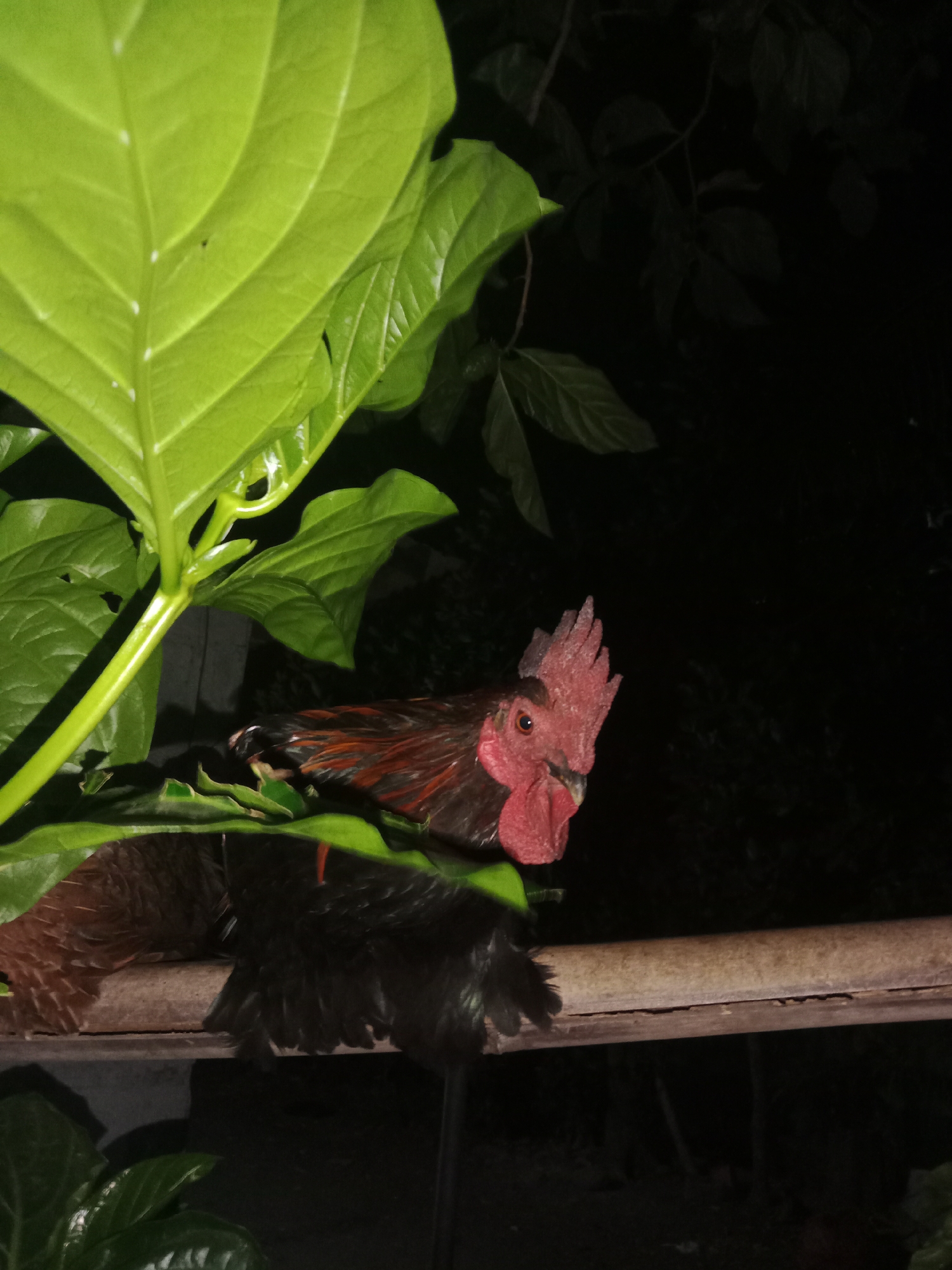 The image depicts a rooster perched on a wooden railing amidst lush green foliage. The rooster, with its distinctive red comb and wattles, is partially obscured by leaves. Its feathers display a mix of brown and black hues, with a reddish-brown iridescence. The background is dark, suggesting a nighttime setting, with hints of tree branches and leaves visible in the dim light. The scene appears to be in an outdoor environment, possibly a garden or a rural area in Lemahkembar, Indonesia.