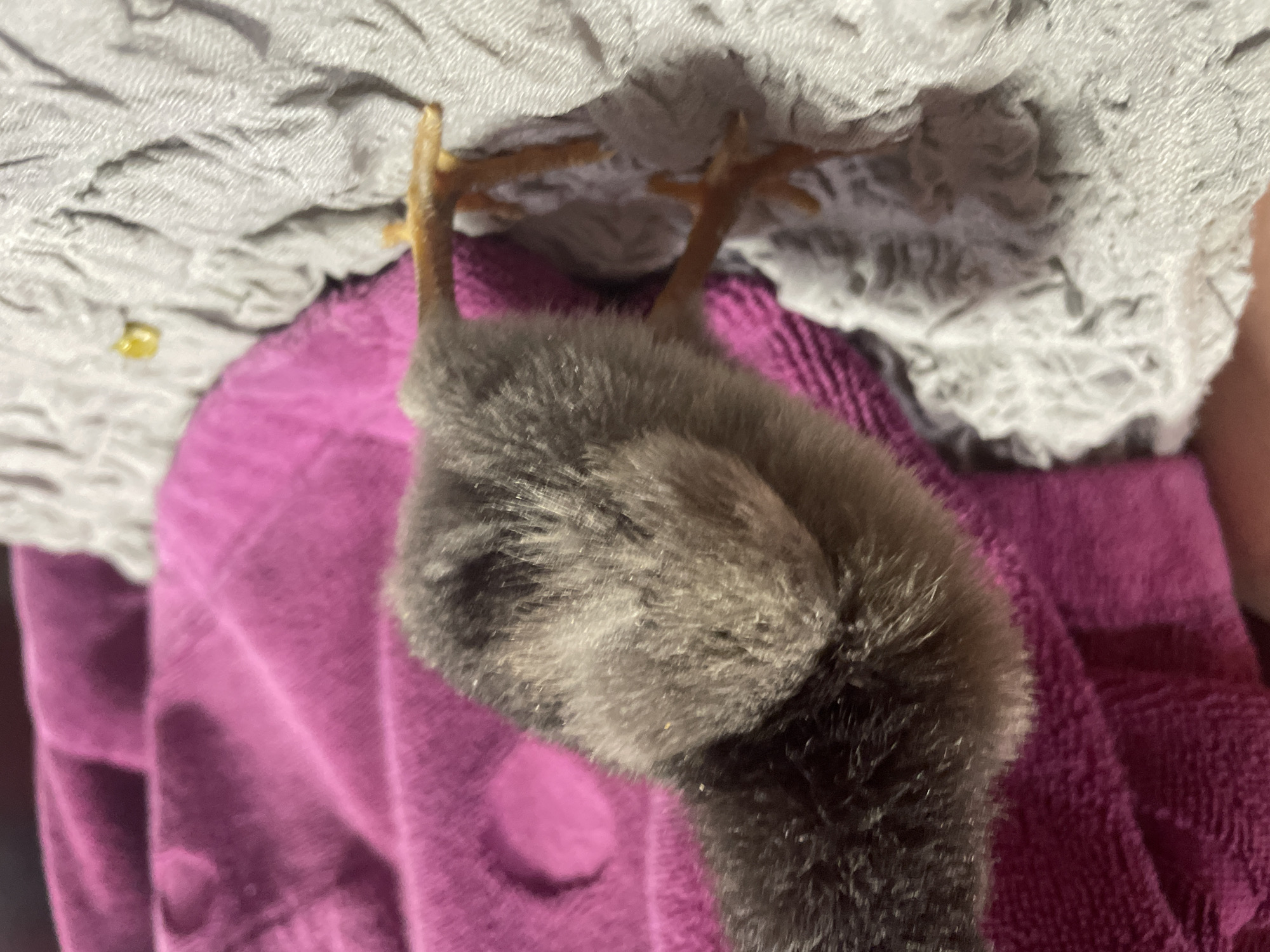A black chick is lying upside down on a purple towel. Its legs are visible. The chick is resting on a textured white cloth. A yellow spot is present on the white cloth. There is no information to indicate the location as Zlatograd, Bulgaria.