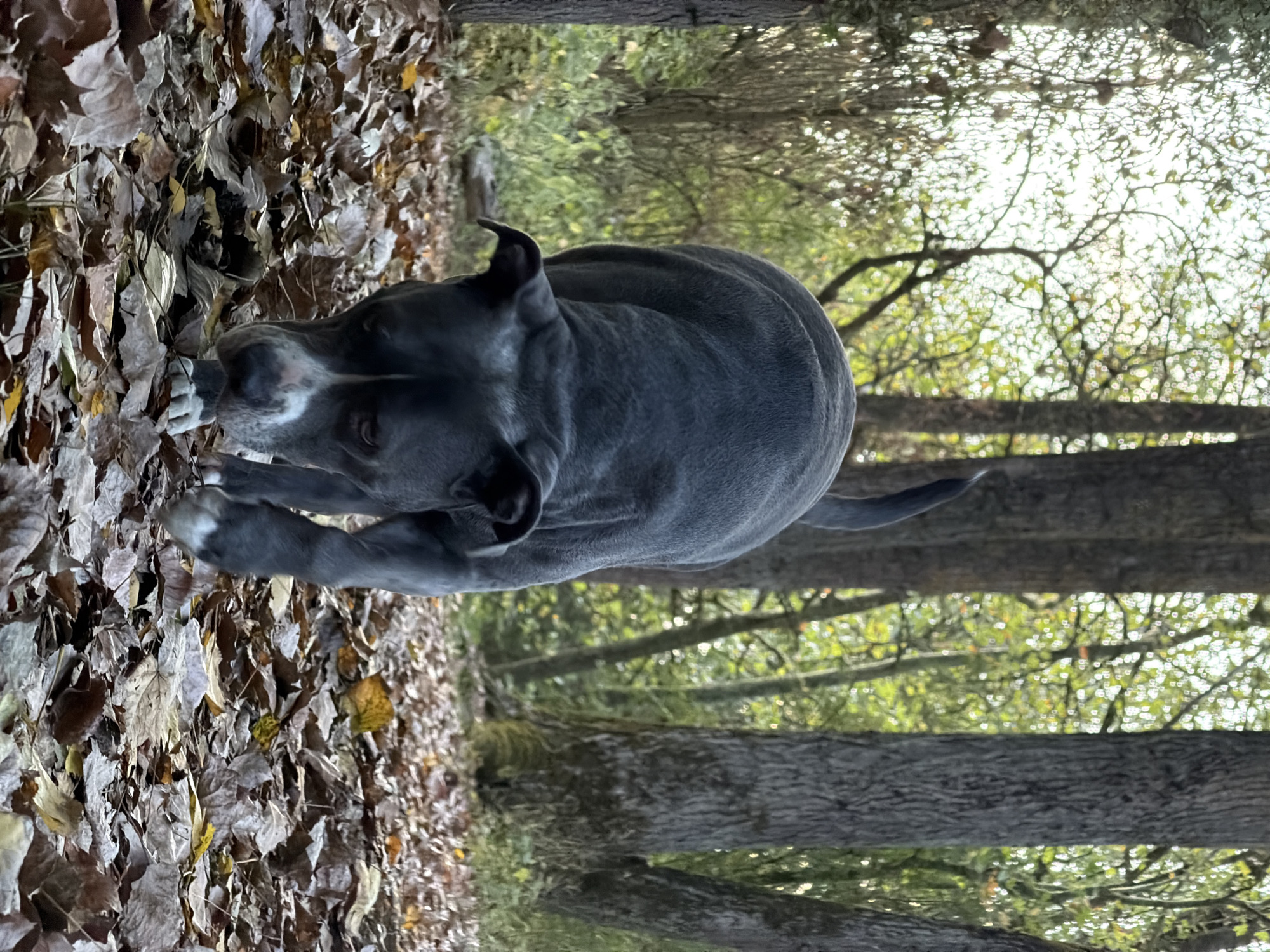 A grey dog with white markings on its face and paws walks through a wooded area covered in fallen leaves. The dog is looking down at the ground. The trees are bare and the sunlight filters through the branches. The scene appears to be a park or forest.