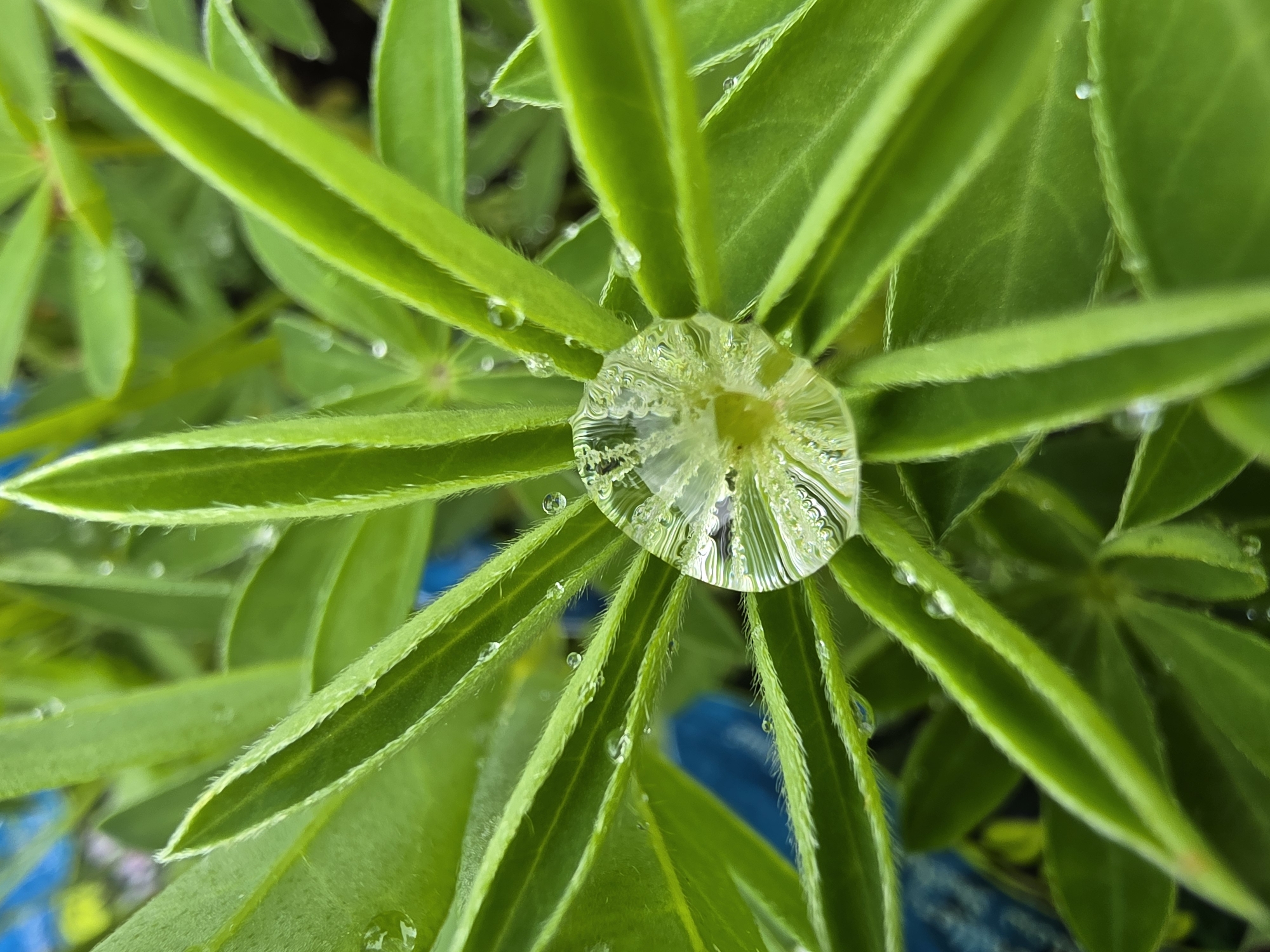 The image depicts a close-up view of bright green lupine leaves, arranged in a radiating pattern, with a large water droplet at the center. The droplet distorts the leaves beneath it, creating a rippled effect. Smaller water droplets are scattered on the leaves. The background is blurred, with hints of blue. The location is specified as Mlčechvosty, Czechia, but there are no identifiable location markers in the image. There are no people, subjects, objects, actions or interactions.