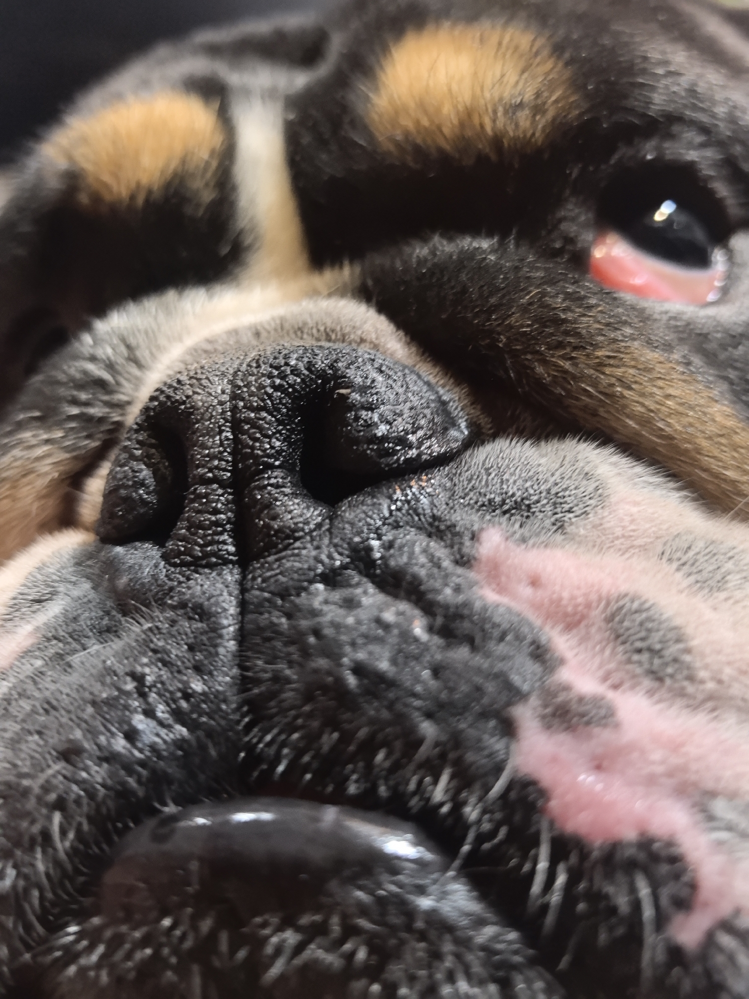 The image is a close-up shot of an English Bulldog's face. The focus is on the dog's nose, which is large, wrinkled, and black. The surrounding fur is a mix of black, brown, and white. The dog's eye is visible in the upper right corner of the frame and appears red and irritated. The dog's mouth is slightly visible at the bottom of the image. The image is not geographically specific and there's no evidence it was taken in Noviy, Russia.
