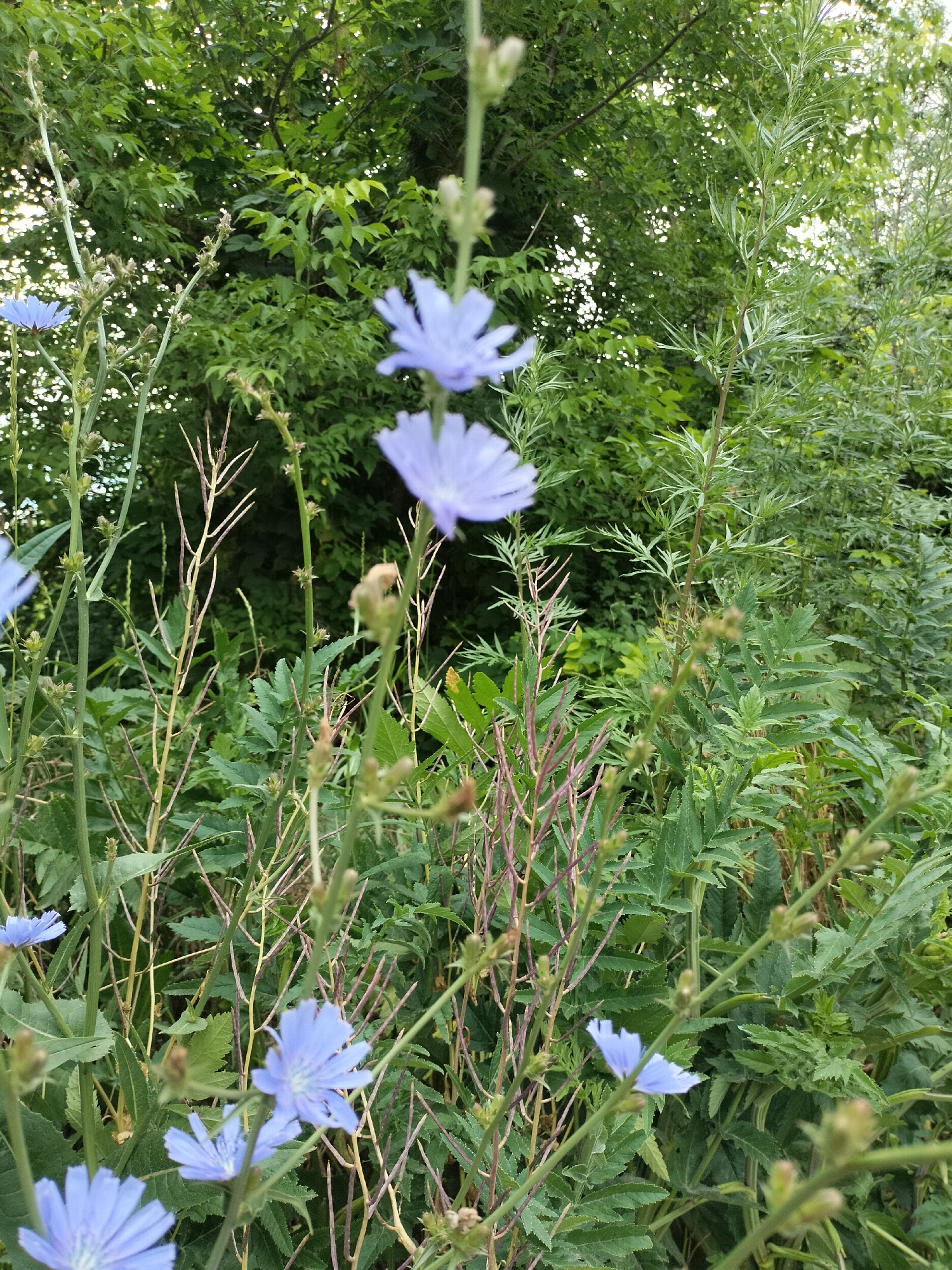 The original image is a medium shot, taken at ground level, of a patch of wild chicory flowers (Cichorium intybus) in a natural setting. The flowers are a vibrant light blue with delicate, pointed petals. Several flowers are in focus, particularly in the foreground and mid-ground, while others are blurred due to depth of field. The plants have long, slender stems, some with a reddish-purple hue, and spiky seed pods. The background is filled with lush green foliage from various plants and trees, creating a dense, natural environment. The lighting suggests it is daytime, likely overcast or early morning/late afternoon, as there are no harsh shadows. The scene appears to be in a field or along the edge of a wooded area, possibly in a park or undeveloped natural space within a city. There are no people or man-made objects visible in the frame.