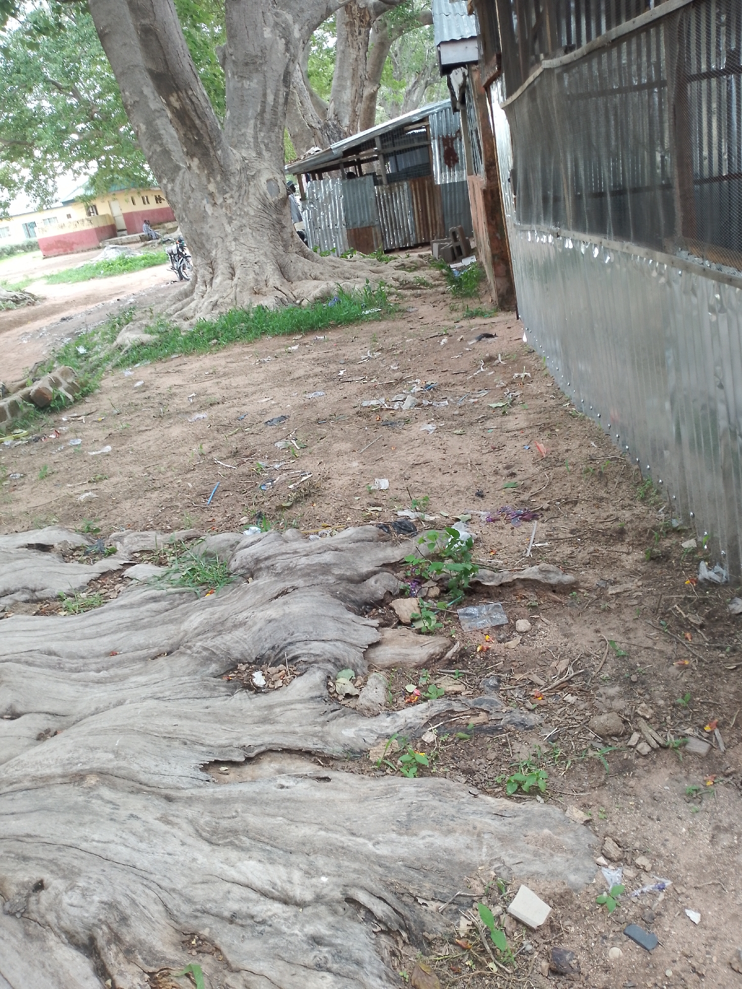 The image depicts a dirt path next to a large tree and a corrugated metal structure in Jalingo, Nigeria. The ground is covered with dry leaves, small stones, and scattered litter, including plastic bags and wrappers. The large tree in the foreground has exposed roots that spread across the ground. Behind the tree, a building with a red lower section and a beige upper section is visible. To the right of the tree, a makeshift structure made of corrugated metal sheets stands, appearing to be some sort of shelter or workshop. The area appears weathered and unkempt, with evidence of human activity through the presence of litter and the man-made structure.