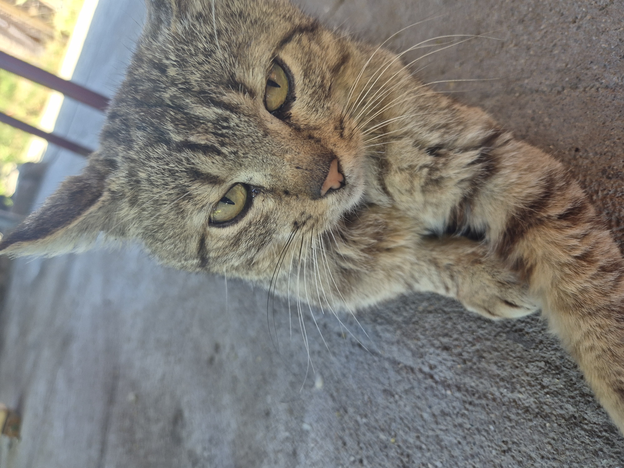 A tabby cat with yellow-green eyes and white whiskers is lying on a grey concrete surface. The cat is looking at the camera with a slightly concerned expression. The background is blurred, but appears to be outdoors with some vegetation and a structure that could be a fence or building. The scene is set in the city of Iskritsa, Bulgaria.
