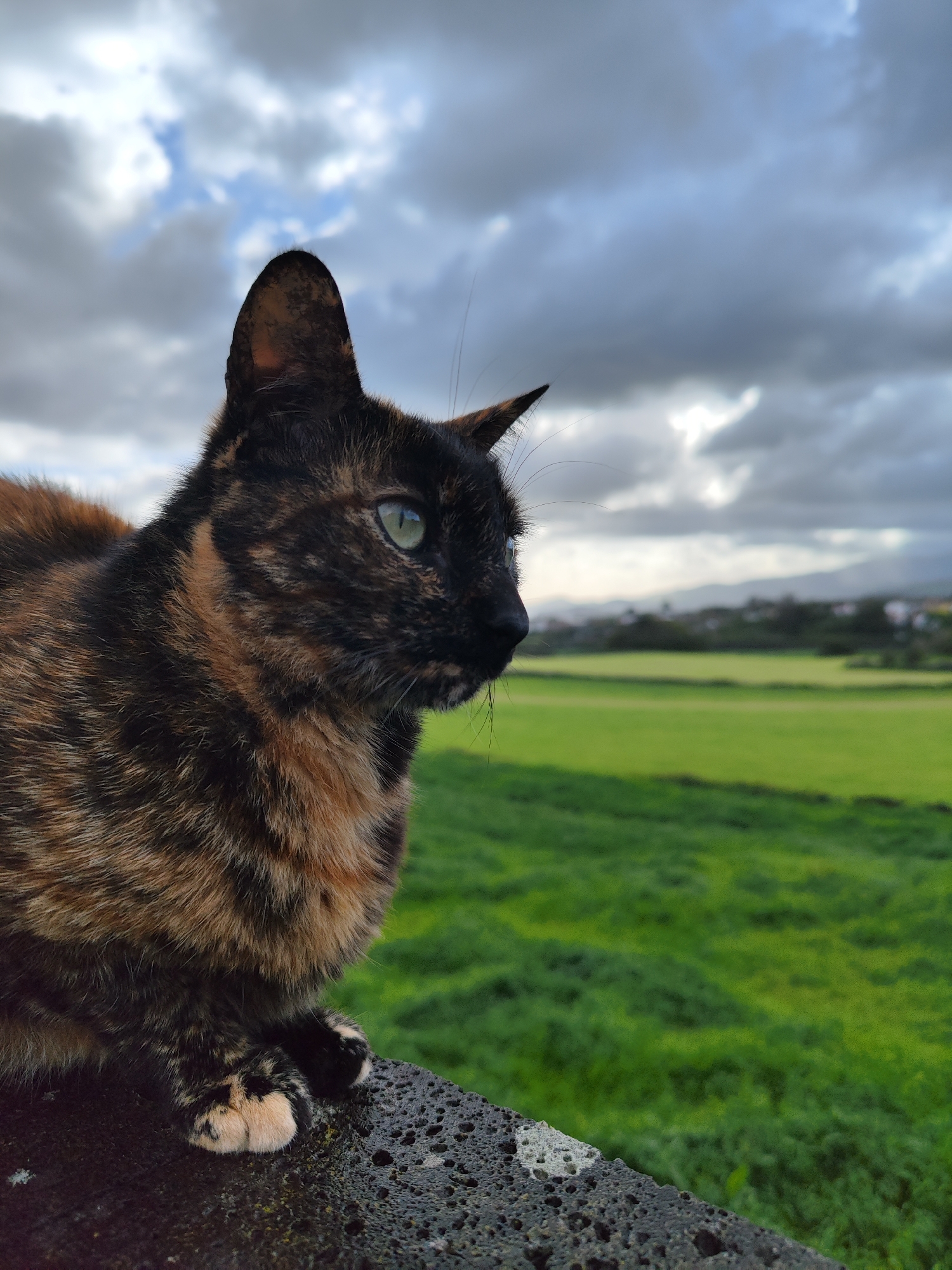 A tortoiseshell cat sits on a textured, dark-colored stone surface. The cat faces right, with its green eyes visible and focused in the distance. The fur is a mix of black and brown hues. The cat’s left paw is visible, with patches of tan fur. In the background, there is a vibrant green field. Beyond the field, there are houses and a distant mountain range, partially obscured by cloud cover. The sky is filled with dense, gray clouds. The scene is likely located in Ribeira Grande, Portugal, given the landscape and architectural features.