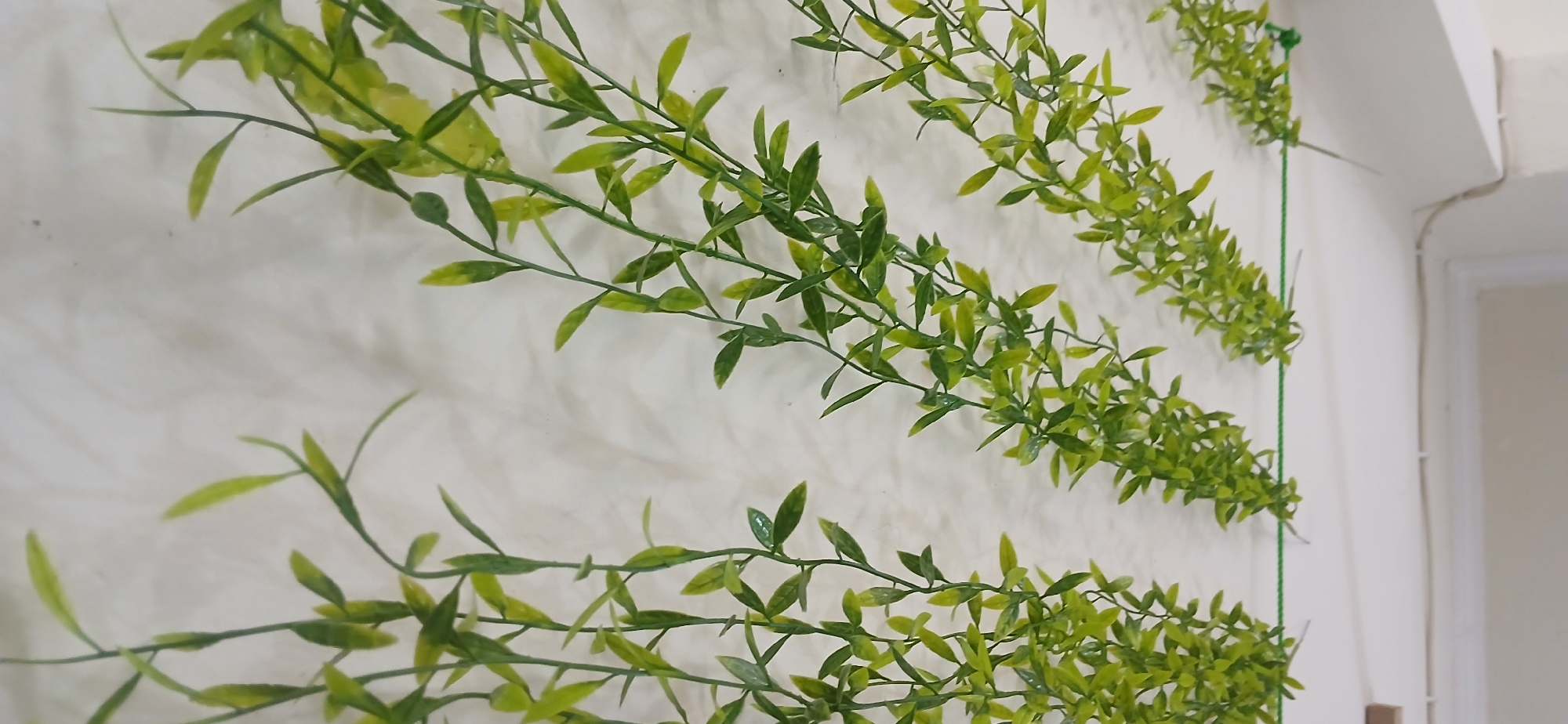 The image displays several strands of artificial greenery hanging against a textured, off-white wall. The greenery is light green with some yellowing on the leaves, and it appears to be attached to a green string running horizontally across the top of the frame. The wall shows subtle patterns and imperfections, suggesting it may be stucco or a similar material. The lighting is even, with no harsh shadows. The image is taken from a slightly elevated perspective looking down at the hanging greenery. There are no people or identifiable landmarks visible that would indicate a specific location in West Jakarta, Indonesia. The scene is static and appears to be an indoor decorative arrangement.