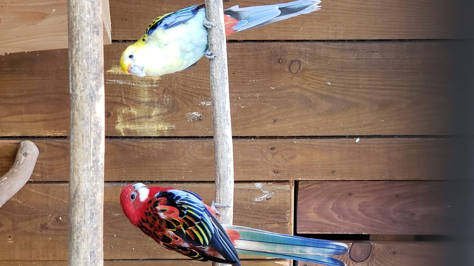 Two parrots are perched on a horizontal wooden branch. The parrot on the left is red and black with blue and yellow accents, and has long blue and green tail feathers. The parrot on the right is predominantly yellow and pale blue, with blue and black accents on its wings and tail feathers which are blue and red. The background consists of vertical wooden planks, suggesting an enclosure such as a aviary or a zoo. The location is identified as the city of Prešov, Slovakia.