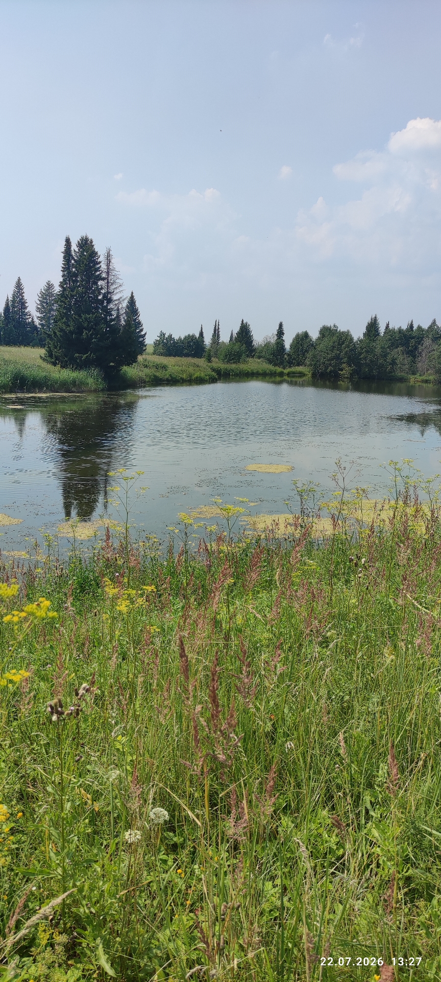 The image depicts a serene natural landscape featuring a tranquil pond surrounded by lush greenery. In the foreground, tall grasses and wildflowers in shades of green, yellow, and reddish-brown create a dense, verdant tapestry. The pond's surface reflects the sky and the surrounding trees, with patches of yellow aquatic vegetation scattered across it. The background is dominated by a line of diverse trees, including tall evergreens and deciduous trees, interspersed with areas of grassland. The sky above is a pale blue, with a few wispy clouds. The overall impression is one of a peaceful, uncultivated natural setting.