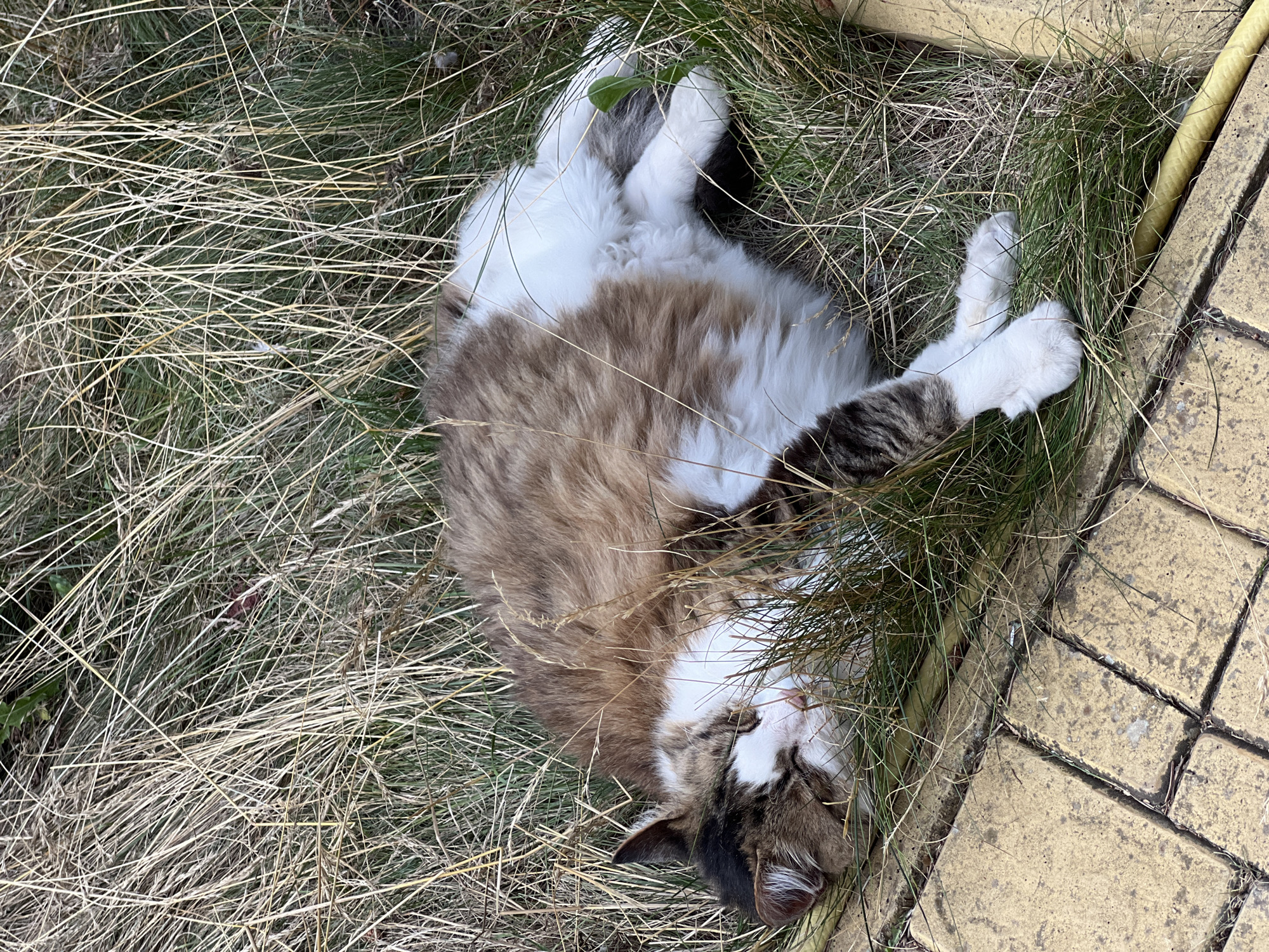 A domestic cat is lying on its side in dry grass and some green vegetation, with its head turned to the left and eyes closed. The cat is predominantly white with brown and black markings. Its paws are extended and crossed. In the lower left of the image, there are yellow paving stones. The scene is outdoors, with tall, dry grass predominantly covering the ground. There is no indication of the city of Fontanka, Ukraine, or any other specific urban location.