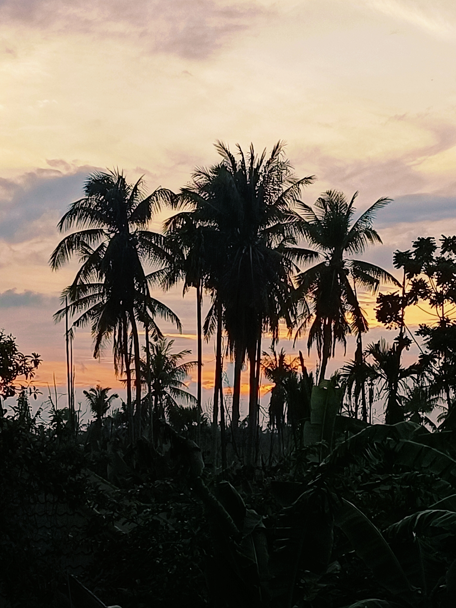 The image depicts a silhouette of palm trees against a sunset sky in Blang Cut, Indonesia. The sky is a gradient of pale yellow, orange, and muted purple, with soft clouds. The palm trees, in varying heights and densities, form a dark, textured band across the midground. In the foreground, dense, dark foliage, including large leaves characteristic of banana plants, creates a shadowed layer. A dark, woven fence or net is partially visible in the lower left corner. The scene is devoid of people or any overt human activity, presenting a natural, tropical landscape at dusk.