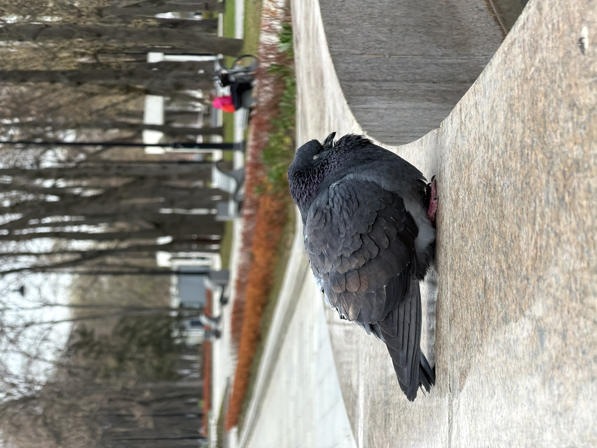 This image, originally rotated vertically, features a dark gray pigeon resting on a curved stone ledge in what appears to be a park or tree-lined alley. The pigeon is the central subject, viewed from behind and slightly above, with its head tucked into its back feathers, suggesting it is either sleeping or preening. Its small, red feet are visible gripping the textured, light-colored stone surface of the ledge.
In the background, the scene is a blurred park landscape. Numerous deciduous trees with bare branches line a paved pathway, indicating a season of late autumn, winter, or early spring. Patches of green grass and reddish-brown foliage are visible amidst the trees and alongside the path. Several park benches are discernable along the walkway. Farther in the distance, a blurry figure appears to be a person pushing a stroller or a bicycle, marked by a bright pink or red element.
The lighting suggests it is daytime, likely overcast, as no harsh shadows are cast. The overall impression is one of calm and tranquility. There is no visible text within the image.