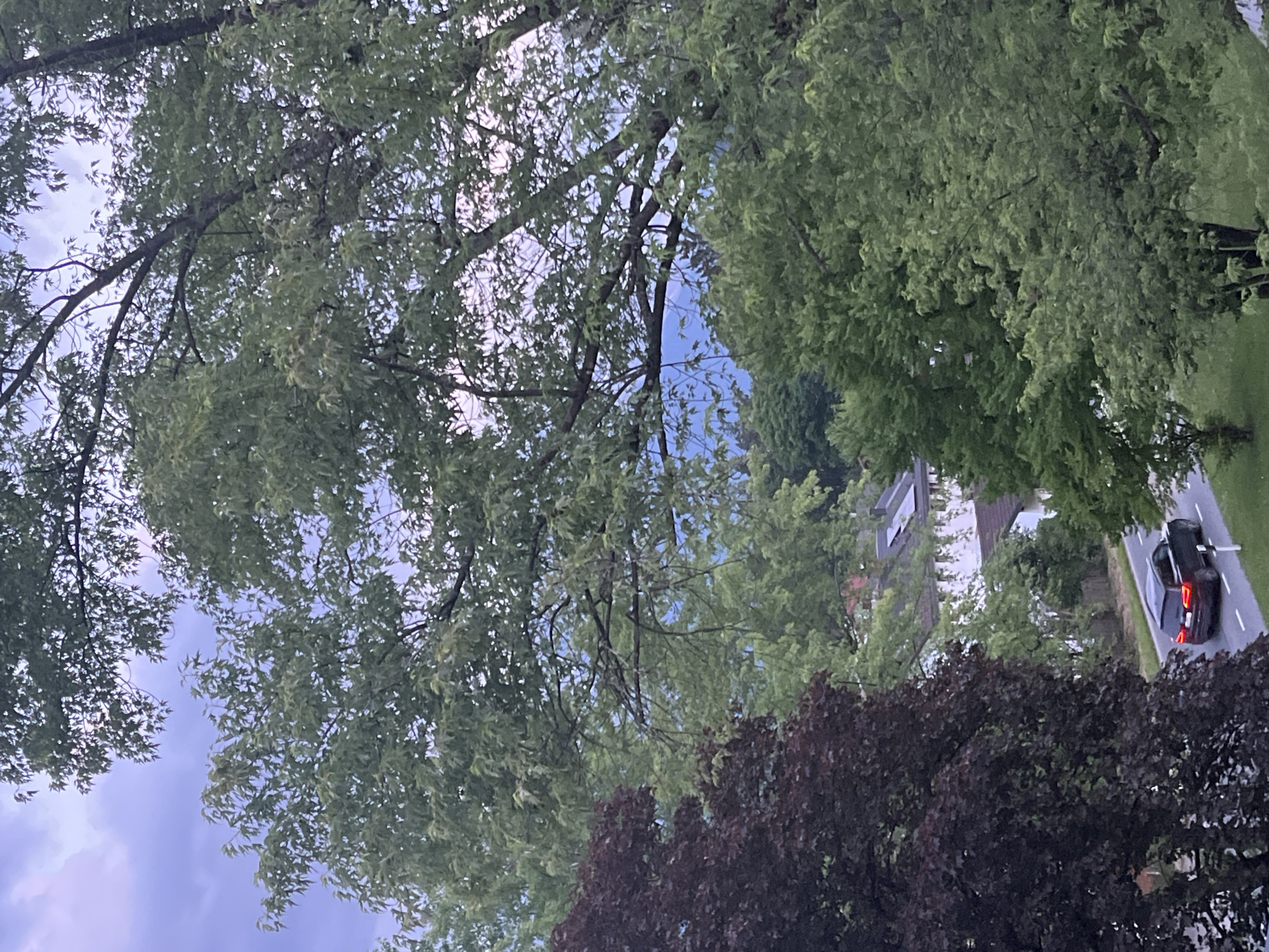 This is a vertical, medium-distance shot of a street in Garmisch-Partenkirchen, Germany, viewed from above and through trees. The foreground is dominated by lush green foliage from several trees, with some darker, reddish-purple leaves visible at the bottom. These trees obscure much of the scene, creating a natural frame.
Through the leaves, a residential street is visible. There are some houses with white and grey exteriors, some with pitched roofs. The street itself is paved and appears to be a two-lane road. The most prominent object on the street is a dark-colored car, possibly a sedan, with its taillights illuminated. The car is angled as if it has just passed or is about to pass the viewer's position.
The sky, visible between the trees, is a pale blue with some wispy white clouds, suggesting it is daytime, likely late afternoon or early evening, given the overall lighting. The overall atmosphere appears calm and serene, with the focus on the natural surroundings and the quiet presence of the car on the street. There is no visible text in the image.