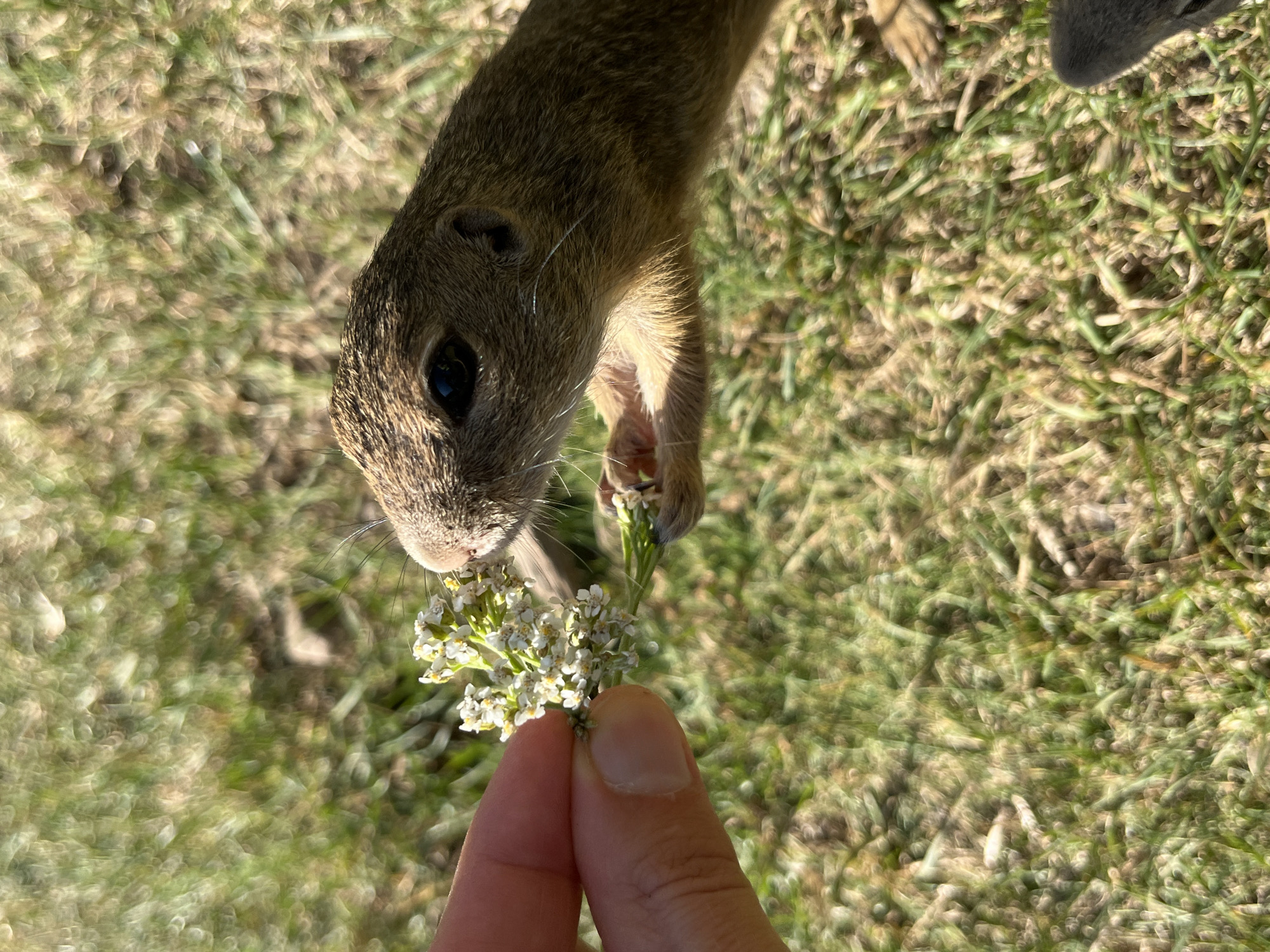 In Muráň, Slovakia, a ground squirrel is being hand-fed a small cluster of white flowers. The squirrel is positioned on the right side of the frame, its head turned towards the flowers. Its eyes are dark and beady, and its fur is a mix of brown and gray. A human hand is holding the flowers on the left side of the frame, with a thumb and forefinger gently supporting the stem. The background is a blur of green grass, indicating an outdoor environment. The lighting suggests a sunny day.