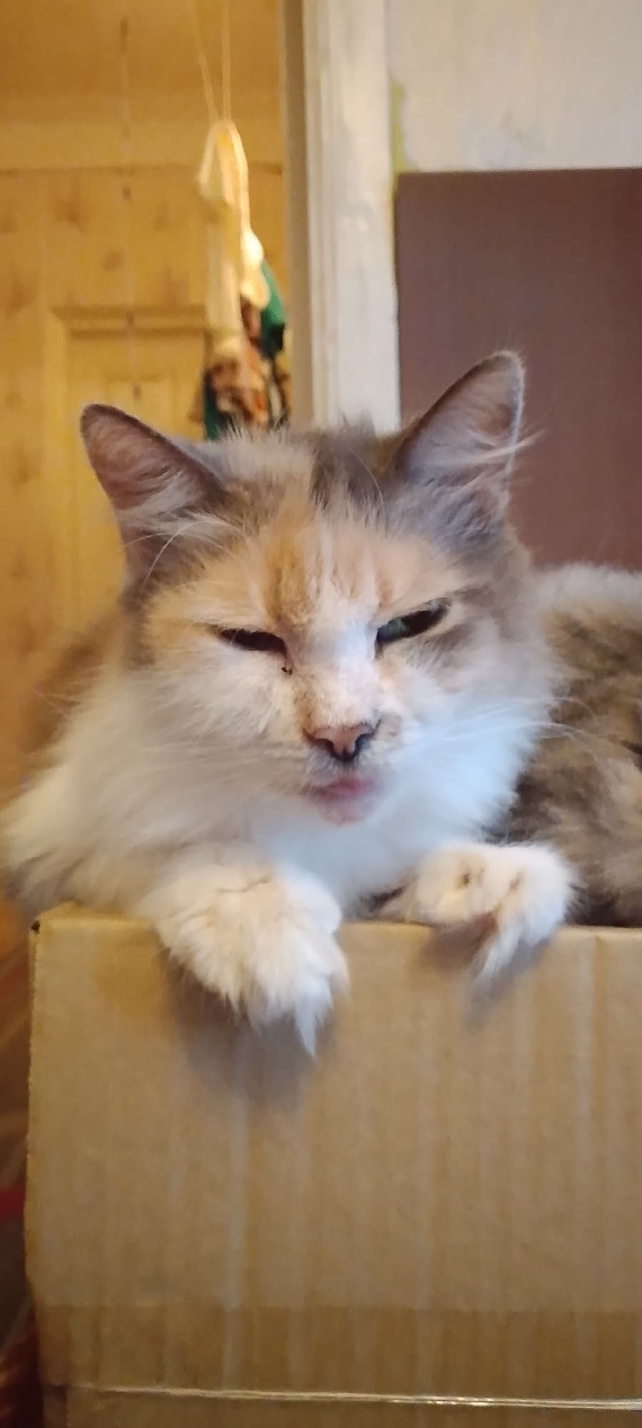 A calico cat with fluffy white fur on its chest and paws is lying on top of a cardboard box. The cat's eyes are partially closed, and its mouth is slightly open, revealing a bit of its pink tongue. The background is blurred, showing a wall with a wooden texture and a doorway. There is also a hanging object with a white cloth and some colorful fabric. The scene is indoors, likely in a home environment. No specific location in Belgorod, Russia can be determined from the image.