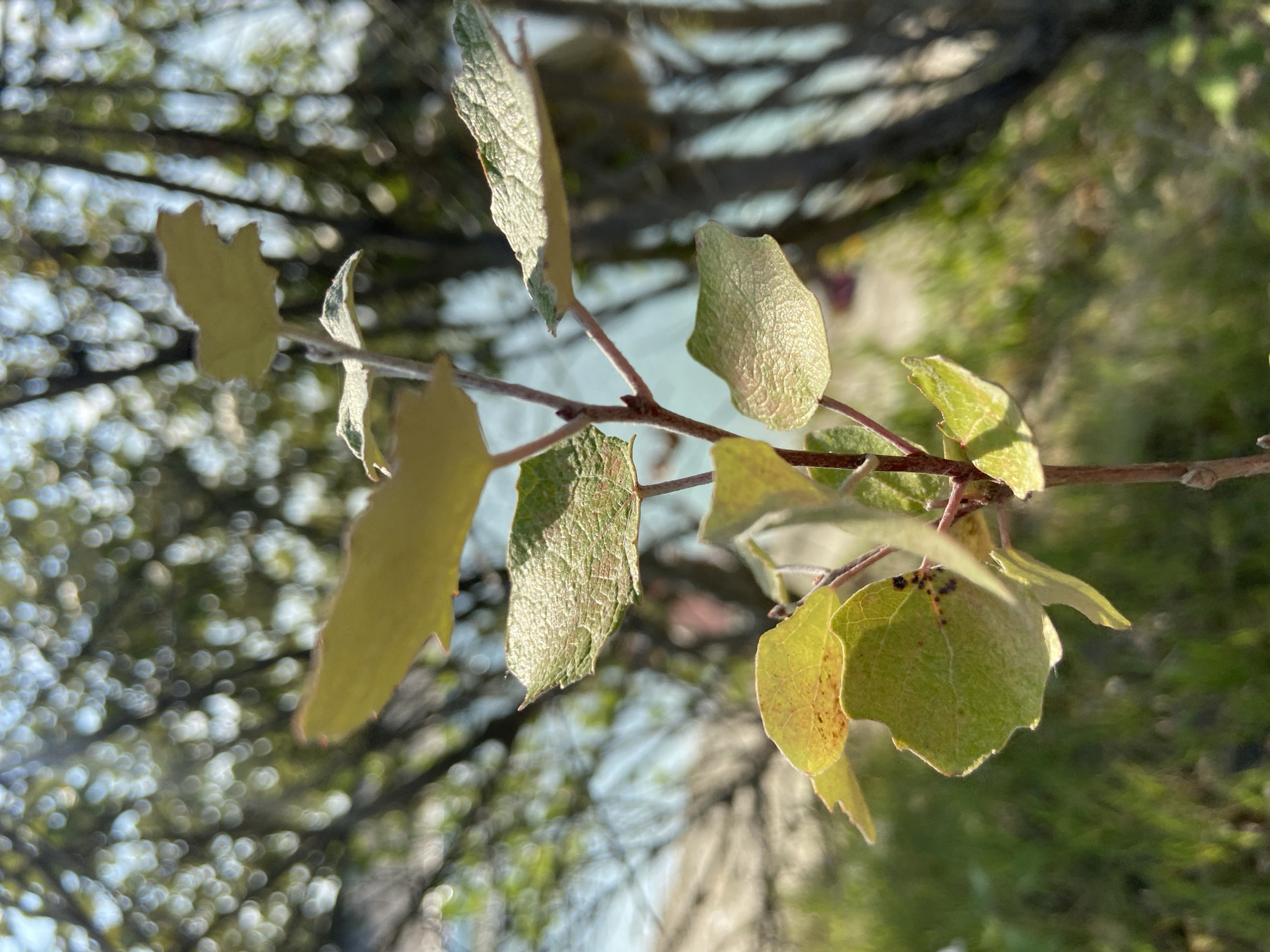 A close-up, eye-level, outdoor shot focuses on a young plant with green and yellow leaves. The plant's stem is thin and reddish-brown, with small buds visible along its length. Some leaves have small black spots. In the background, out of focus, are trees with dappled sunlight shining through them, and hints of a body of water. The ground beneath the plant is covered with green grass. The overall impression is of a natural setting, possibly a park or garden, within the city of Куйбышевское сельское поселение, Ukraine.