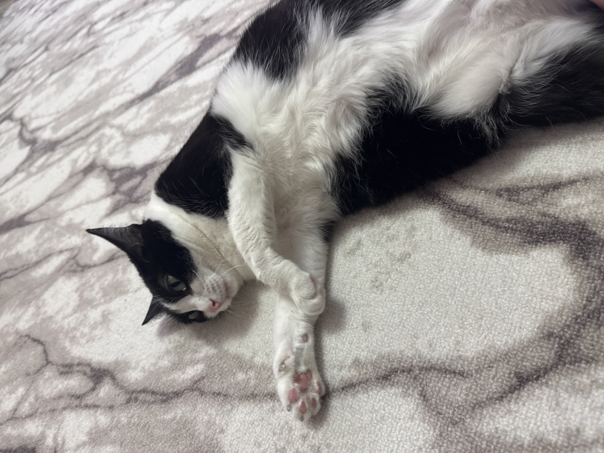 A black and white cat is lying on its back on a gray and white marble-patterned blanket. Its head is tilted to the left, with its paw extended and crossed over the other. The paw has pink toe beans. The cat appears relaxed. The background is the blanket. There is no indication of the location being Chaikovsky, Russia.