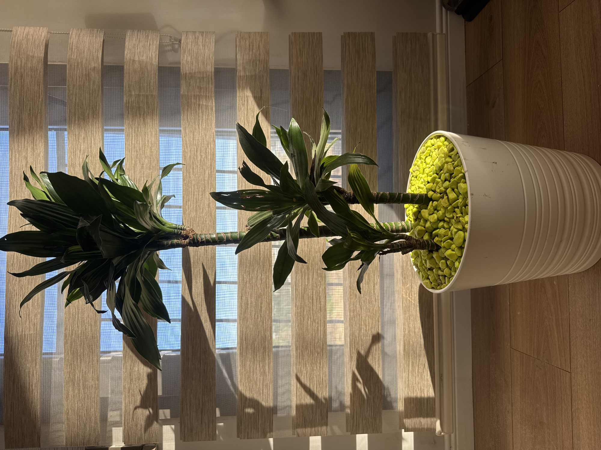 A tall potted plant with dark green leaves stands on a wooden floor in front of a window covered by horizontal blinds. The blinds have alternating opaque and sheer panels, creating a striped effect. Sunlight streams through the blinds, casting striped shadows on the plant and the wall behind it. The plant is in a white pot filled with small, bright green pebbles. The overall scene is indoors, likely in a residential setting in Çiğli, Turkey. There are no people or animals visible in the image.