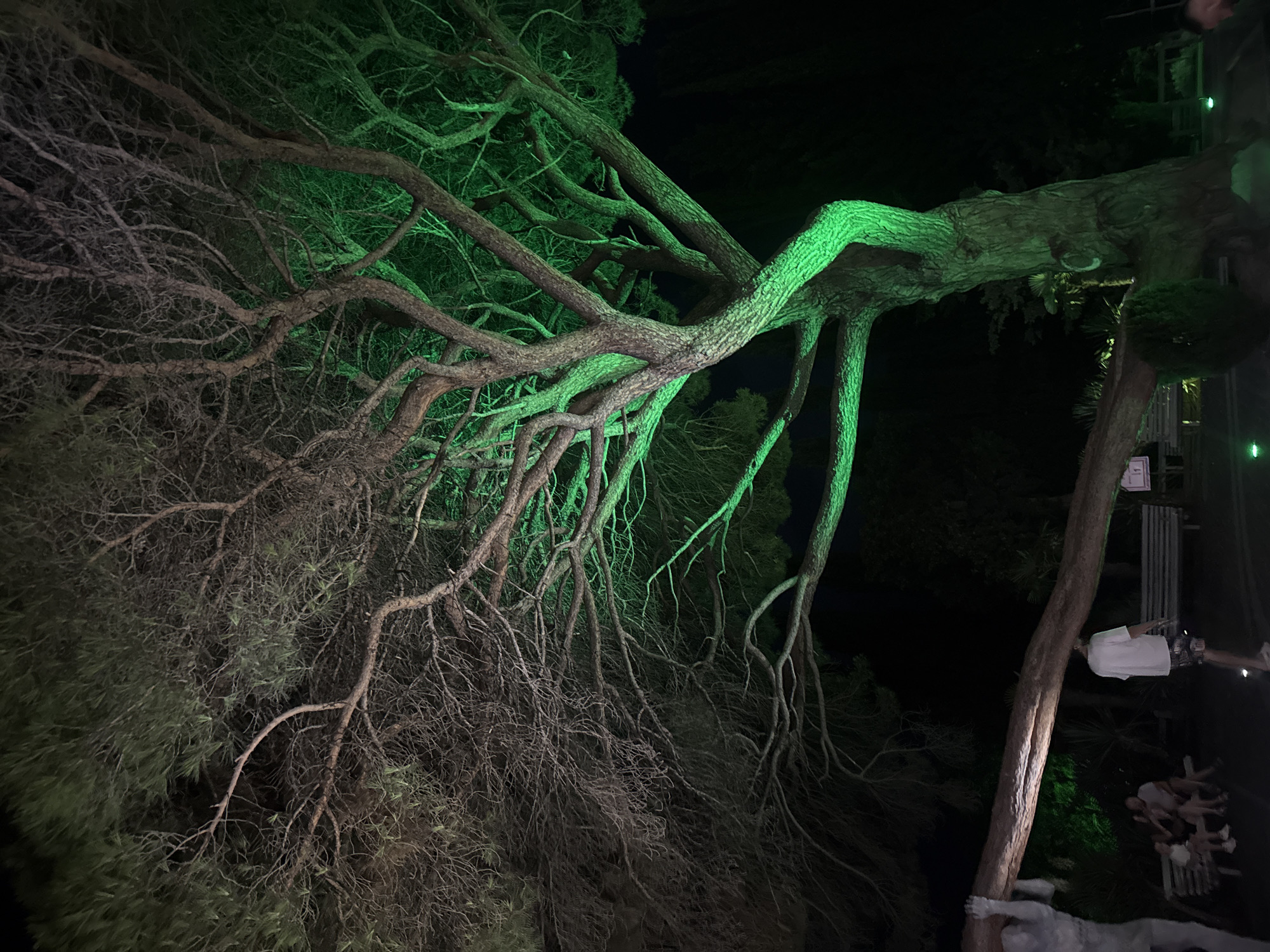 The image depicts a large tree illuminated by green lights at night in the city of Yalta, Ukraine. The tree is the central focus, with its branches extending across the frame. Some branches and foliage are dark, while others are brightly lit with green light, creating a dramatic contrast.
In the foreground and to the left, a large, light-colored statue is partially visible, appearing to hold up a fallen tree trunk that spans across the scene.
Further back, several people are seated on a bench, possibly a couple with a child. To the right of the bench, a person wearing a white t-shirt and patterned shorts stands, facing away from the camera.
The background is dark, with hints of other trees and vegetation, also dimly lit by green lights in some areas. The overall atmosphere is nocturnal and somewhat surreal due to the lighting.