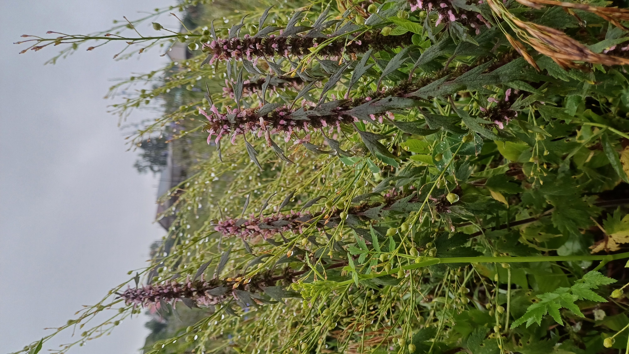 The image depicts a close-up view of several flowering plants with elongated purple and pink flower spikes, set against a backdrop of a cloudy sky and a blurred rural landscape. The plants are lush and green, with some water droplets visible on their leaves and flowers, suggesting recent rain. In the background, the blurry outlines of wooden houses and trees are discernible, hinting at a village or rural settlement. The overall impression is of a natural scene in an overcast day, possibly in the village of Podgornoye, Russia, given the context. There are no people or animals present in the image.