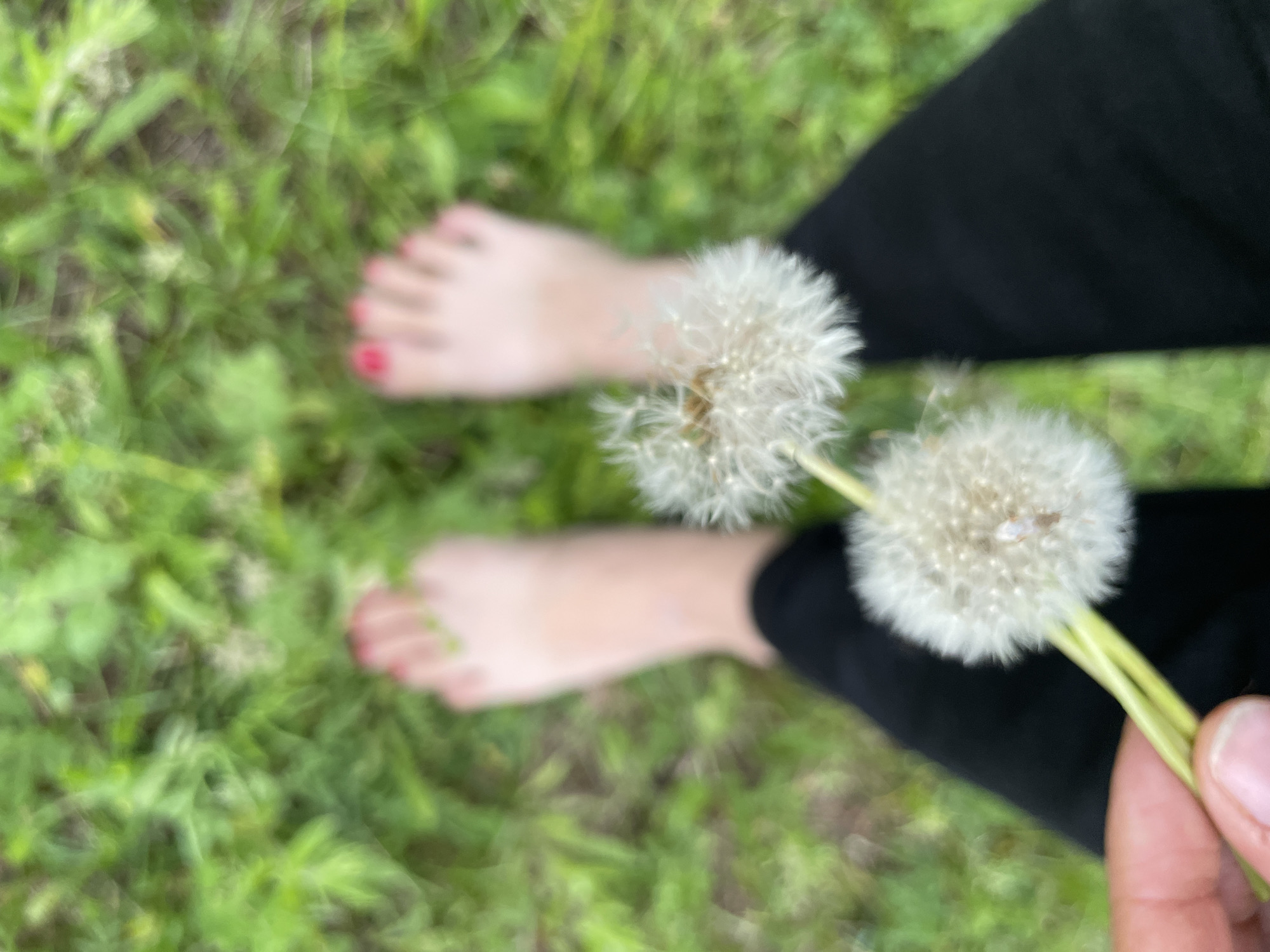 An overhead perspective depicts a person standing barefoot on green grass in the city of Unknown, Unknown. Both feet are visible centrally, each adorned with red toenail polish. The surrounding grass is out of focus, rendering it as a blurred green texture. In the lower left foreground, a hand holds a small cluster of two fully matured dandelion seed heads. These white, spherical seed heads are in sharp focus, contrasting with the blurred grass and feet. Black fabric, consistent with pants or leggings, is visible around the lower legs.