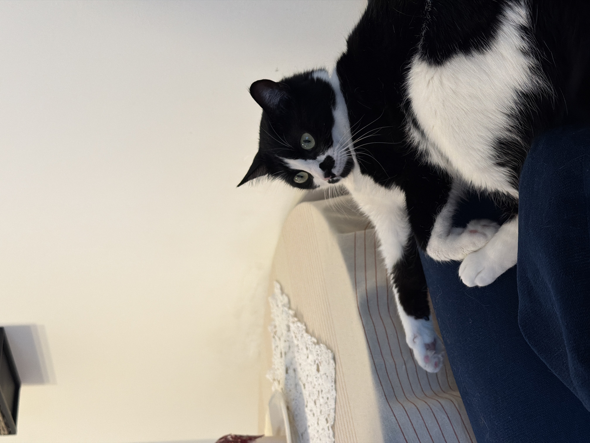 The image displays an indoor scene in Belgrade, Serbia. A domestic cat with black and white fur and green eyes is positioned in the foreground, resting on a person's lap, which is covered by blue fabric. The cat's left front paw is extended, while its body rests on the lap, looking towards the left with a slight upward gaze. Its fur pattern includes distinct black markings, notably around its nose and above its eyes, and significant white patches on its chest and paws. To the left of the cat, a round or oval table is visible, draped with a light-colored tablecloth featuring thin reddish-brown horizontal stripes. A white crocheted doily is placed on the tablecloth, supporting a partially visible object on a white saucer, possibly a cup or dessert. The background consists of a plain, light-colored wall. In the upper left corner, a dark, angled shelf structure is mounted on the wall, casting a shadow below it.