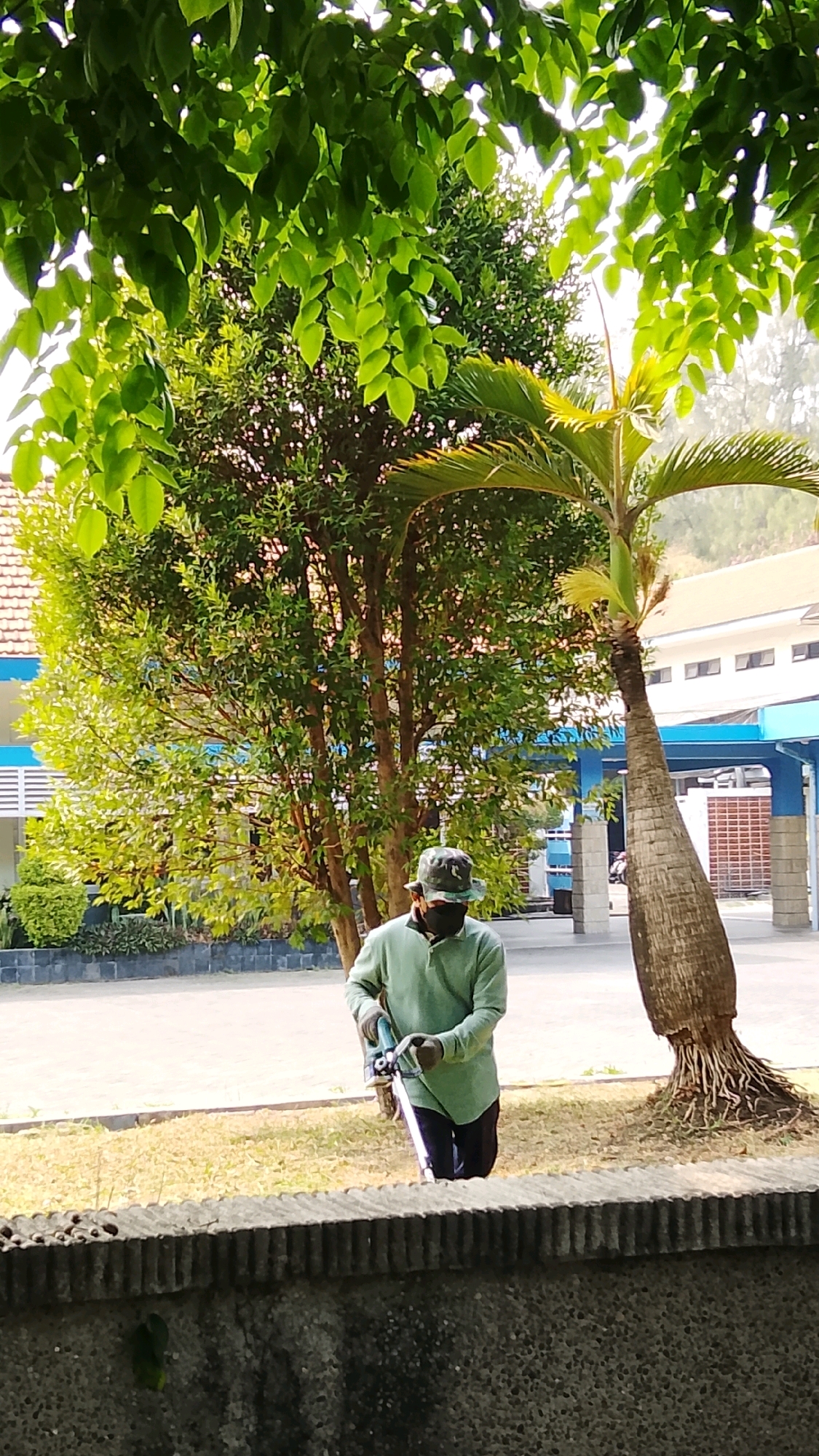 A person wearing a light green long-sleeved shirt, a camouflage bucket hat, and a black face mask is trimming grass with a string trimmer in an outdoor courtyard. The person is holding the trimmer with both hands and appears to be walking forward. The trimmer has a teal-colored motor housing and a black handle. The person is standing on a patch of dry grass. Behind the person, there are several trees, including a leafy tree to the left and a palm tree to the right. In the background, there is a building with white walls and blue trim, and a tiled roof. The overall scene suggests a maintenance task being performed in an urban or semi-urban environment, possibly a school or office complex. The lighting indicates it is daytime, with sunlight casting shadows.