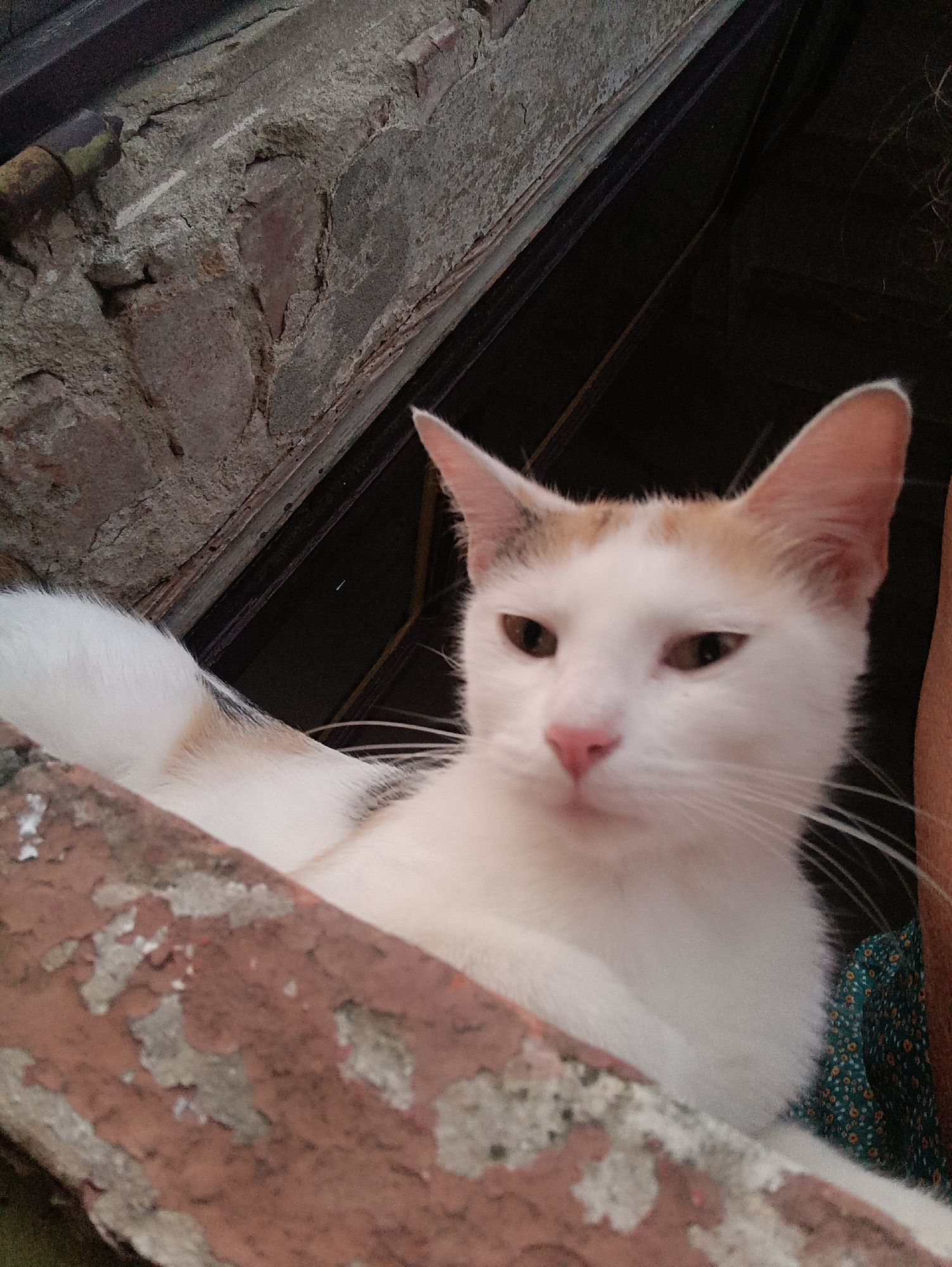 A calico cat with white fur and orange and black markings on its head is looking directly at the camera. The cat's eyes are a yellowish-brown, and its nose is pink. It is perched on a reddish-brown ledge that appears to be made of weathered brick. Behind the cat, there is a rough, grey stone wall and a dark, indeterminate space. The cat's tail, also white with some faint coloring, extends to the left of the frame. The scene suggests an outdoor setting, possibly a wall or ledge in an older building. There is no identifiable signage or context to pinpoint a specific location within Viadana, Italy.