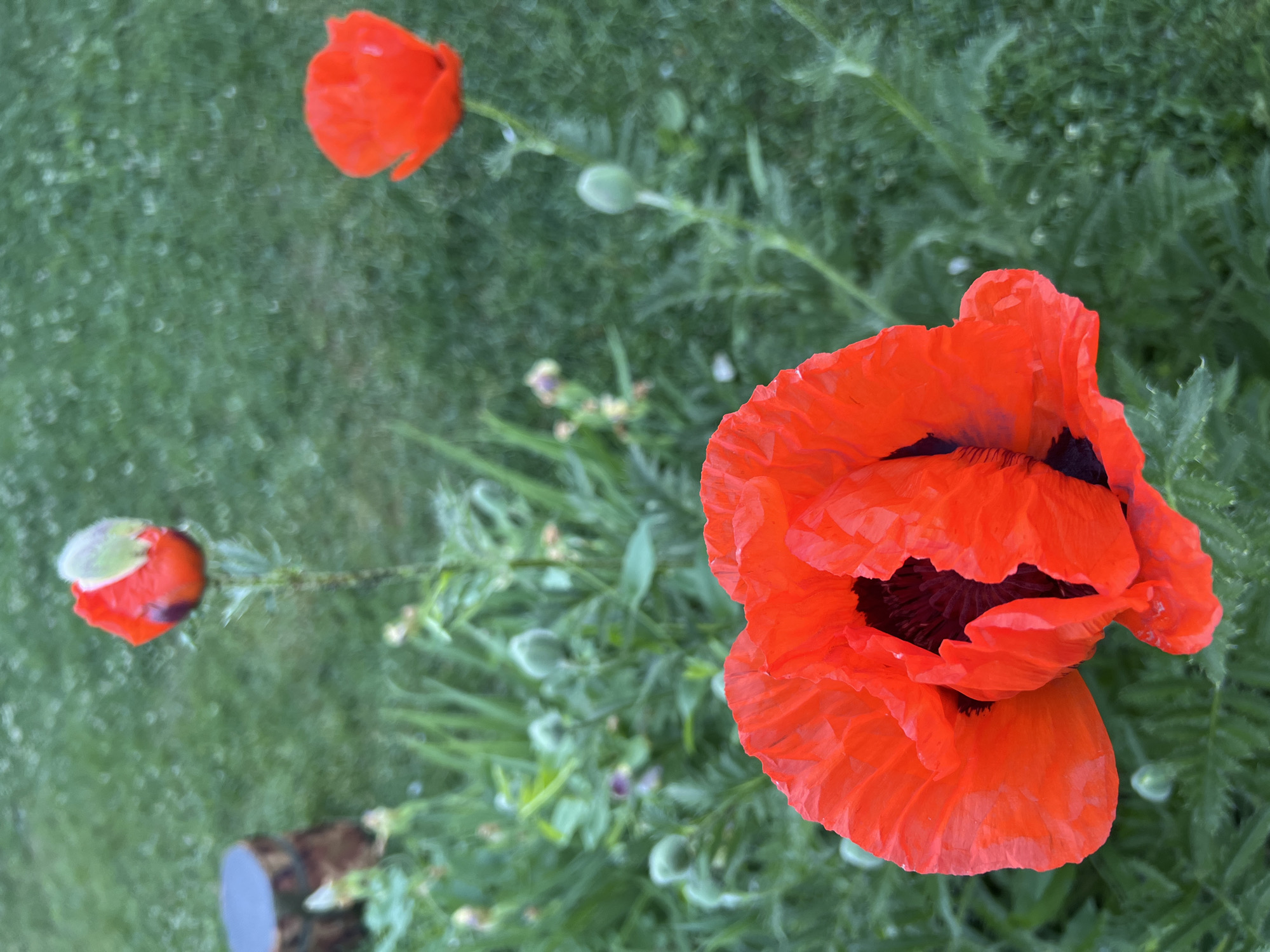 A close-up, vertical, eye-level shot shows red poppies in a grassy area, possibly a garden or park. In the foreground, a large, fully bloomed red poppy dominates the frame, its delicate, crinkled petals a vibrant scarlet, with a dark center. Behind it, another red poppy, partially open, stands taller, its bud protected by green sepals. To the right, a third red poppy, seen from the side, is in the mid-ground, its bloom smaller and less detailed. The background is a soft blur of green grass and foliage, with some out-of-focus light circles, suggesting a shallow depth of field. A small, rustic wooden stump with a grey top is visible to the left of the frame, slightly out of focus. The overall impression is one of natural beauty and tranquil outdoor scenery.