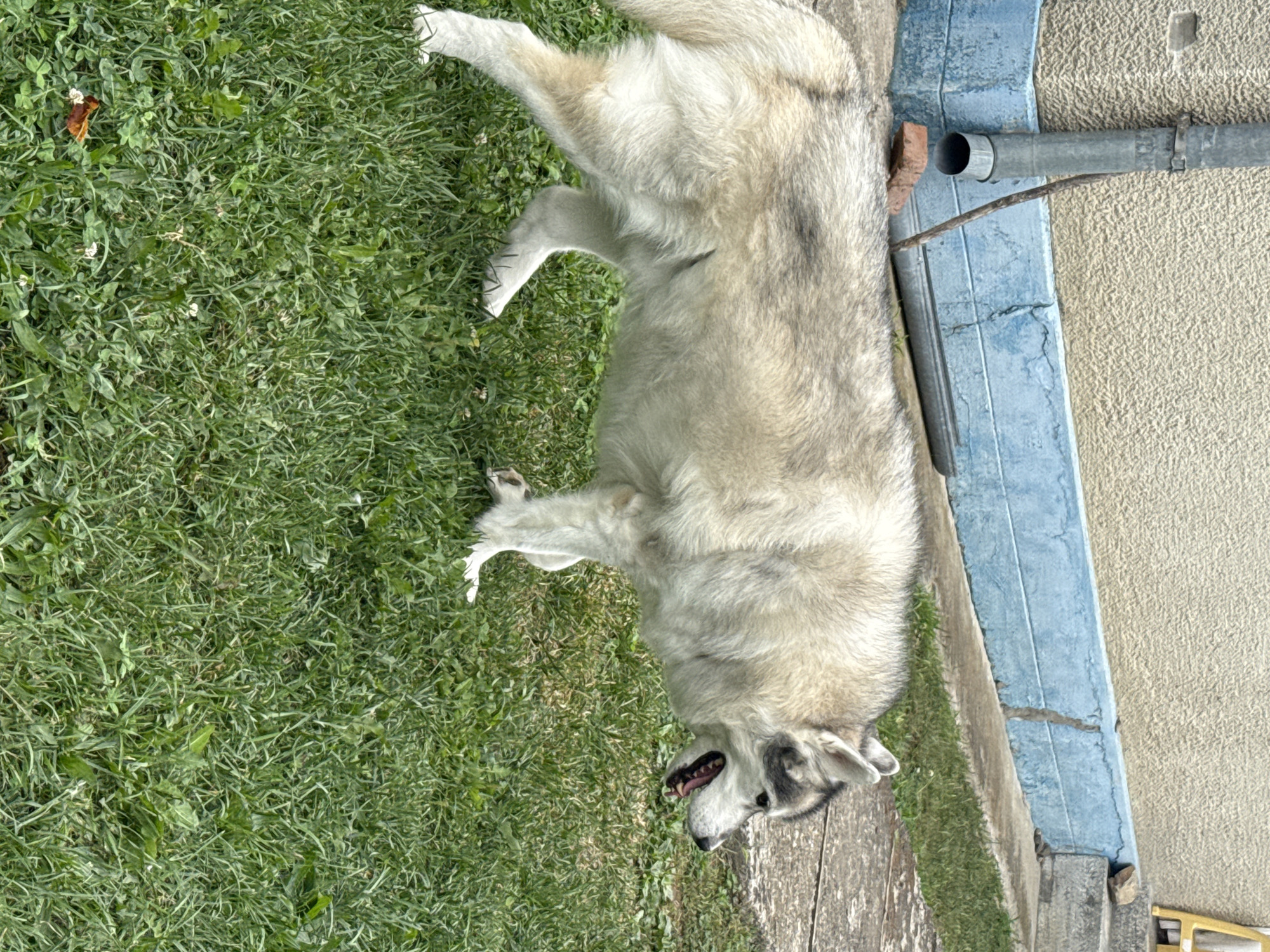 An adult husky with light gray and white fur stands in a grassy yard. The dog is facing right, with its mouth open and tongue visible. Behind the dog, a textured tan wall with a blue trim runs horizontally. A metal downspout is attached to the wall, angled downwards. The ground in front of the wall is paved, and the grass is green and slightly overgrown. The scene appears to be outdoors on a cloudy day.