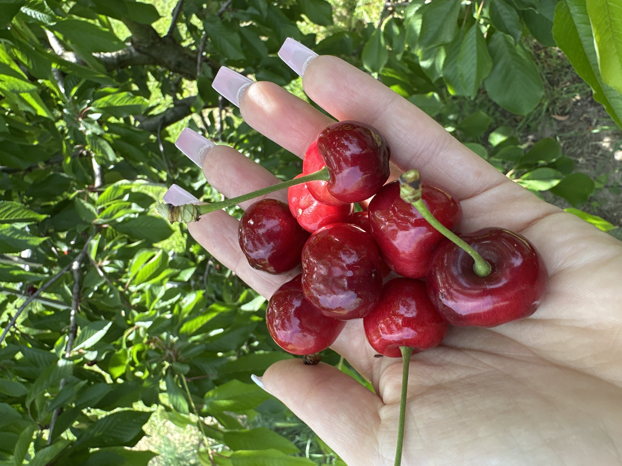 A close-up shot focuses on a handful of cherries held in a fair-skinned hand with long, squared-off nails adorned with a light pink hue. The cherries, deep red and glossy, are clustered together with stems visible. The background consists of green leaves and branches, suggesting an outdoor setting, possibly a cherry orchard. The location is Lehchevo, Bulgaria.