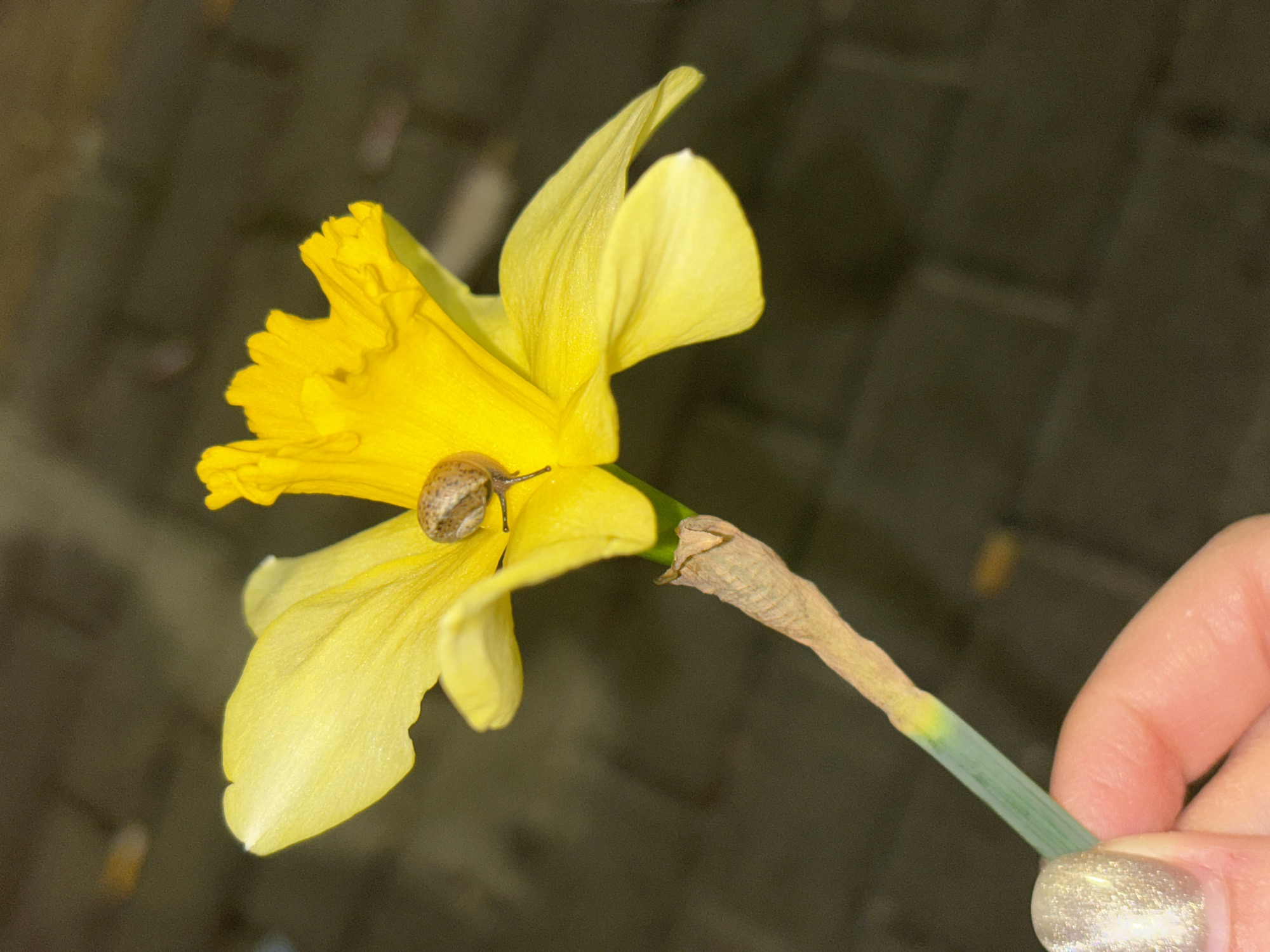 A close-up shot shows a yellow daffodil flower being held by a hand. A small snail is crawling on one of the flower petals. The daffodil stem is green near the base and transitions to brown near the flower. The background appears to be a blurred, dark surface possibly of bricks or paving stones. The hand holding the flower has a fingernail painted with a glittery gold polish. Location information for Varna, Bulgaria is not discernible from this image.