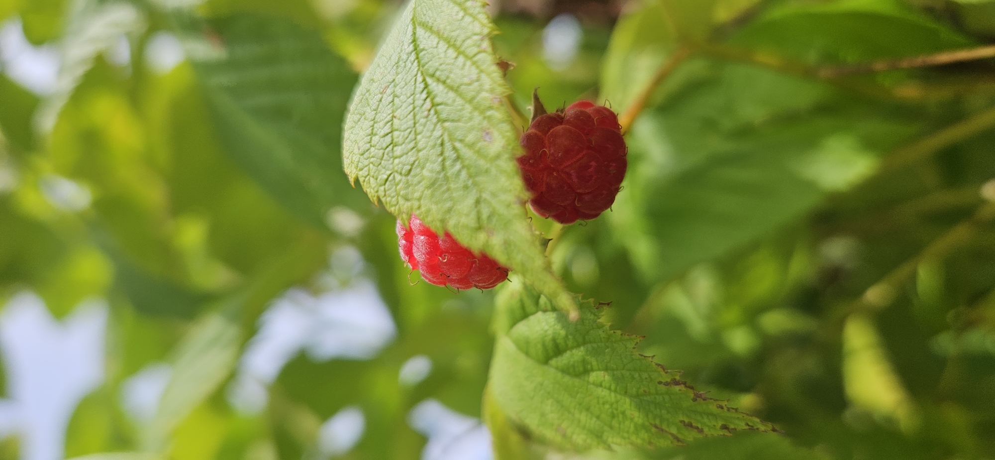 The image is a close-up shot of two ripe raspberries growing on a plant with green leaves in an outdoor natural environment. The raspberries are a vibrant red and appear to be in focus, with the leaves providing a soft, blurred background. The lighting suggests a bright, sunny day. The location in Мазалаўскі сельскі Савет, Belarus is not discernible from the image itself. There are no people or animals present in the scene.