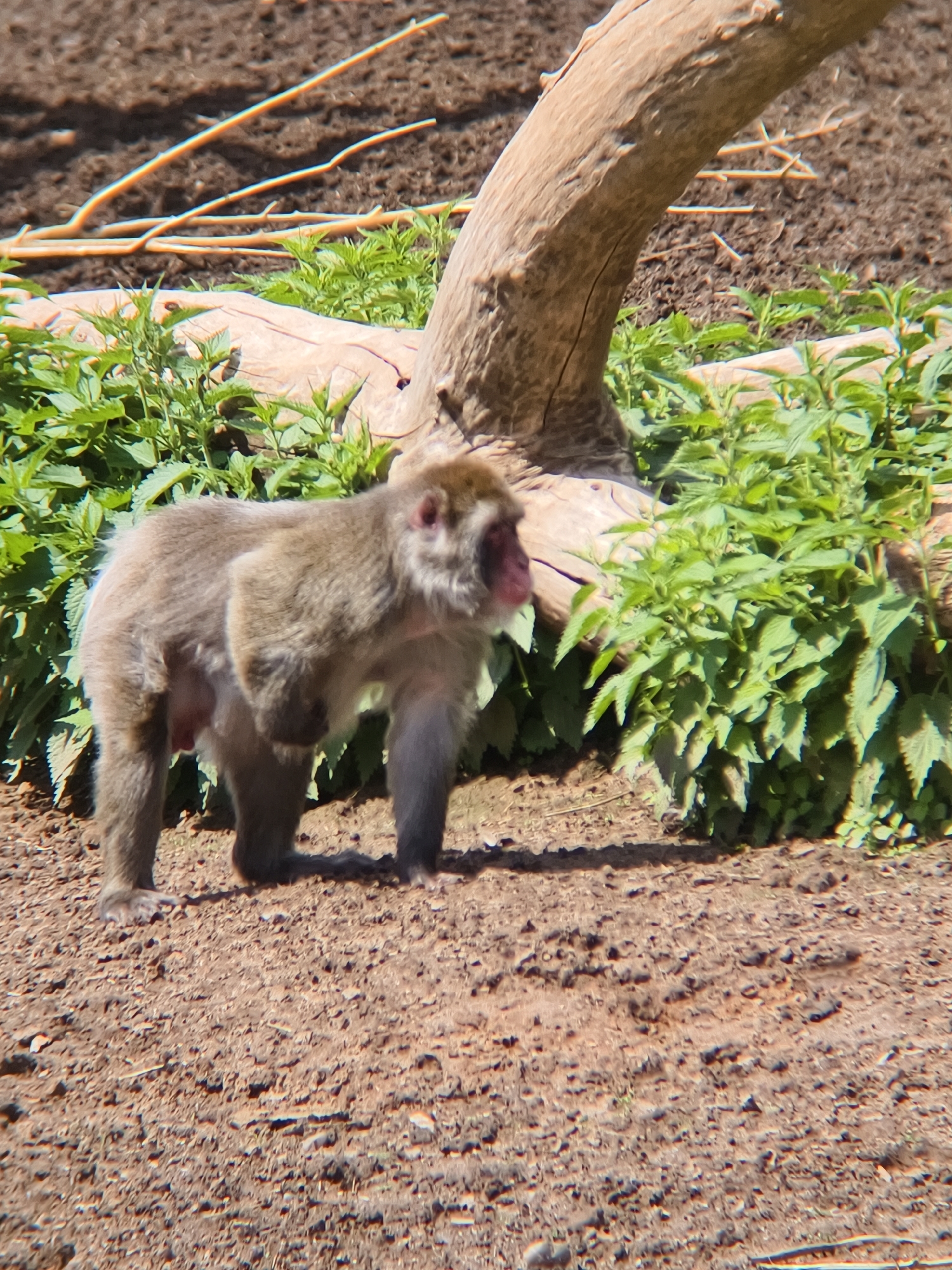 The image displays a Japanese Macaque, also known as a Snow Monkey, standing on all fours in an outdoor setting. The primate has light brown or tan fur, with noticeable reddish skin on its face and around its rear. It is positioned facing slightly to the left, standing still on uneven, dry, light brown earth.
The ground is composed of small stones and dirt. Behind and to the right of the monkey, there is a dense cluster of vibrant green, leafy plants with jagged edges, possibly nettles. A large, light-colored wooden log or thick branch lies partially visible behind the vegetation, extending horizontally. Another substantial, gnarled tree trunk or branch curves upwards from the lower right of the frame. In the background, beyond the foliage and wood, the ground appears darker with sparse, thin wooden branches scattered across it.
The scene is brightly illuminated, suggesting a sunny day, likely mid-morning or afternoon, with clear shadows cast on the ground. The weather appears fair and clear. Given the species of monkey and the location context of Izhevsk, Russia, the setting is almost certainly a zoo enclosure designed to mimic a natural habitat. There are no human subjects, man-made objects other than the enclosure elements, or visible text. The monkey's expression is neutral, showing no discernible emotion.