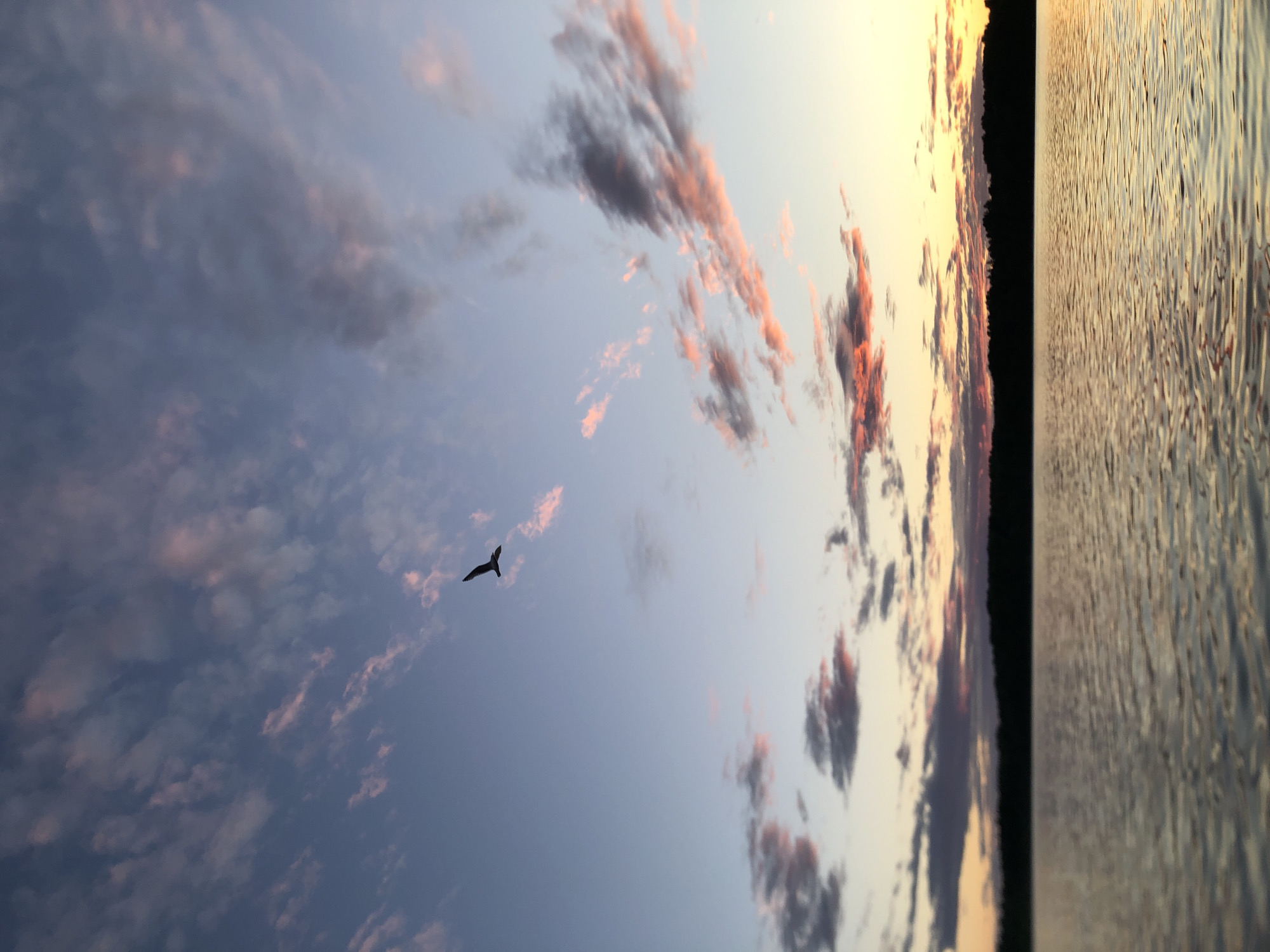 This image depicts a serene sunset over a body of water, likely a river or lake, near Svirstroy, Russia. The sky is a canvas of soft blues and greys, interspersed with dramatic streaks of pink and orange from the setting sun. Wispy clouds are scattered across the sky, catching the light and adding texture to the scene. A solitary bird in silhouette, with wings outstretched, soars gracefully through the expanse of the sky.
To the right of the frame, the water reflects the warm hues of the sunset, creating a rippling, golden surface. A dark, silhouetted treeline runs along the horizon, separating the sky from the water and suggesting a natural, undeveloped landscape. The overall mood is peaceful and contemplative, evoking the quiet beauty of nature at dusk. The time of day is clearly evening, as indicated by the sunset. No text is visible in the image.