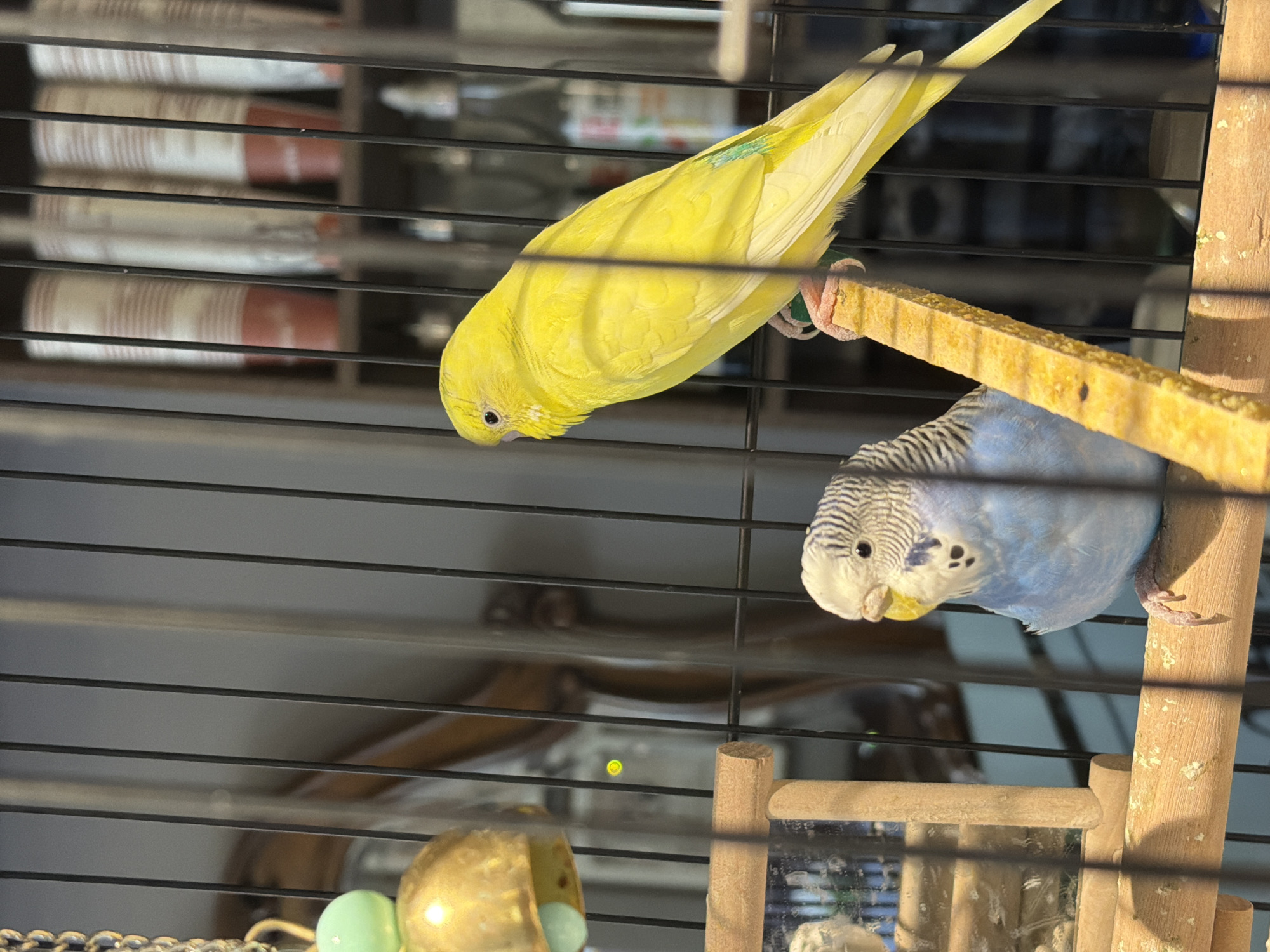 Two budgerigars are visible inside a cage. One budgerigar is predominantly yellow and perched on a diagonal wooden beam. The other budgerigar is light blue and white with black stripes on its head and is perched on a horizontal wooden beam. The cage bars are black and form a grid. In the background, out of focus, are shelves with what appear to be cylindrical objects. There is a metallic bell hanging from the top left of the cage. The overall environment appears to be indoors.