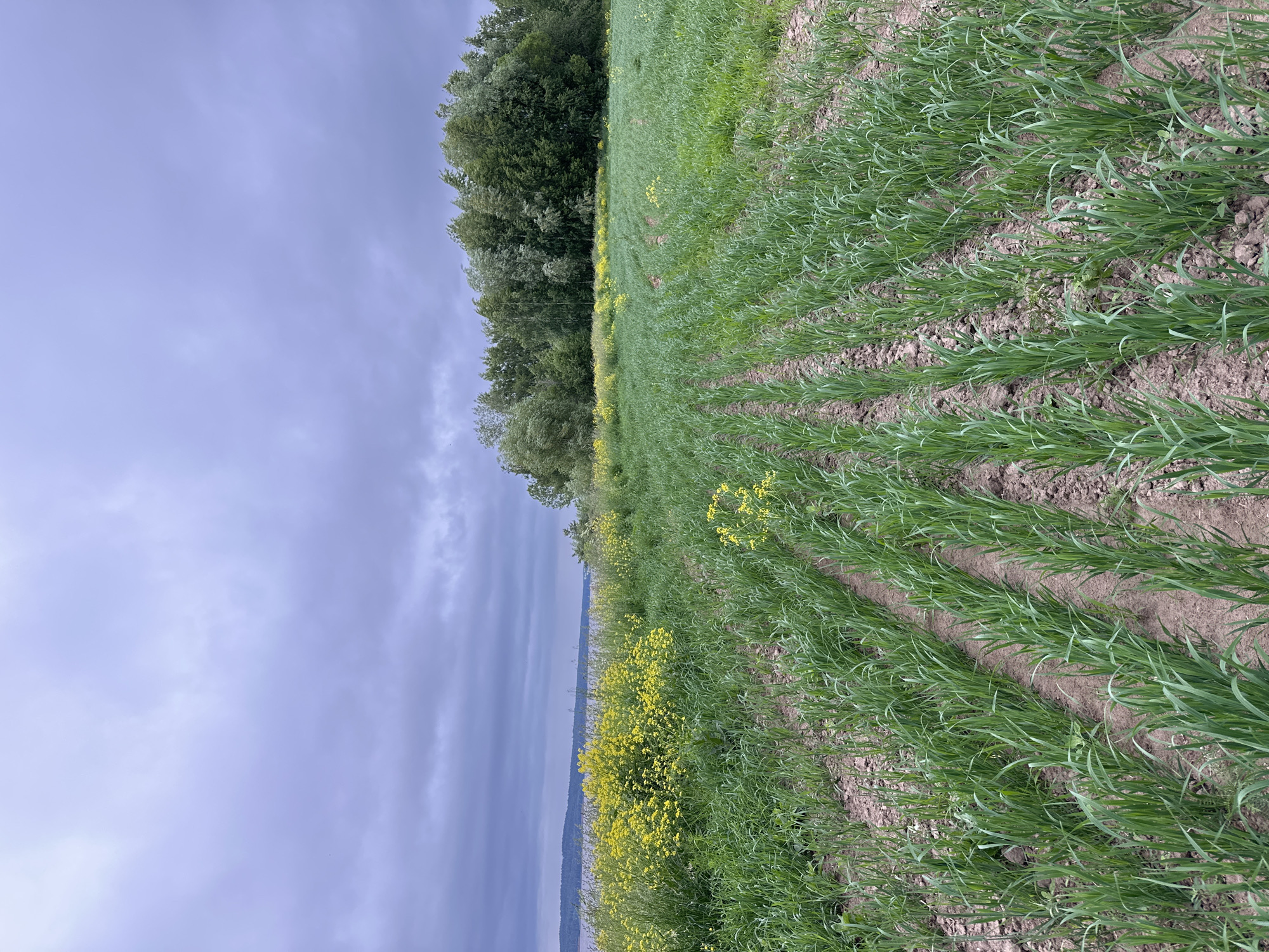 The image depicts an overcast day in Shul'dikha, Russia. A field of young green crops, likely wheat or barley, stretches into the distance in neat rows. The soil between the rows is visible, appearing dry and clumpy. To the left, a patch of vibrant yellow wildflowers blooms amidst taller green grass, bordering a body of water. In the background, a dense line of trees forms a dark green horizon against the muted sky. The overall atmosphere is somber due to the heavy cloud cover, casting a diffused light over the landscape. There are no people or animals visible in the scene.