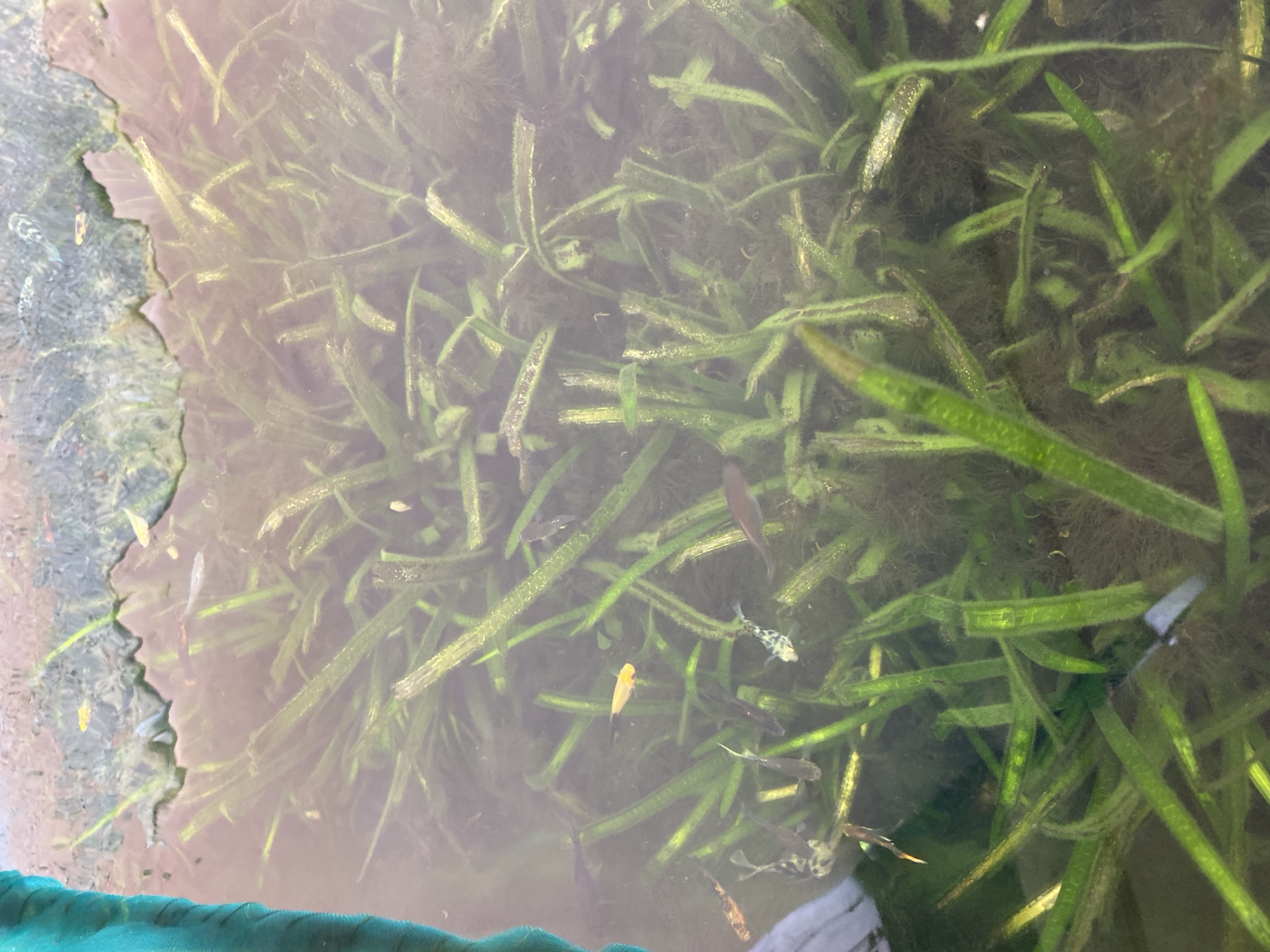 This image depicts an underwater scene with aquatic plants and several small fish. The water is somewhat murky, and green aquatic vegetation dominates the lower portion of the frame. The top portion of the image shows the surface of the water, with reflections and what appears to be the edge of a blue object on the left. There are at least seven fish visible, varying in color and size, some are silver, some are darker, one is yellow, and one is spotted. The fish appear to be swimming among the plants. The scene is consistent with an aquarium or a shallow, overgrown body of water. There is no discernible information in the image that would indicate a specific location in Lambaro Kueh, Indonesia.