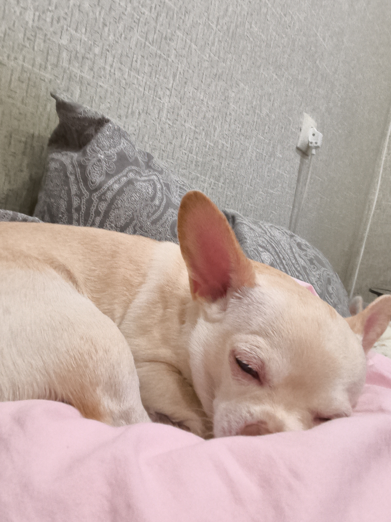 An image shows a cream-colored French Bulldog sleeping on a pink blanket. The dog is curled up, with its head resting on the blanket. Its eyes are closed, and its ears are perked up. In the background, there are two grey pillows with a paisley pattern. The wall behind the pillows appears to be textured. A white electrical outlet is visible on the wall to the right of the pillows. This image does not contain any information about a specific location in the city of Chelyabinsk, Russia, or any actions or interactions occurring.