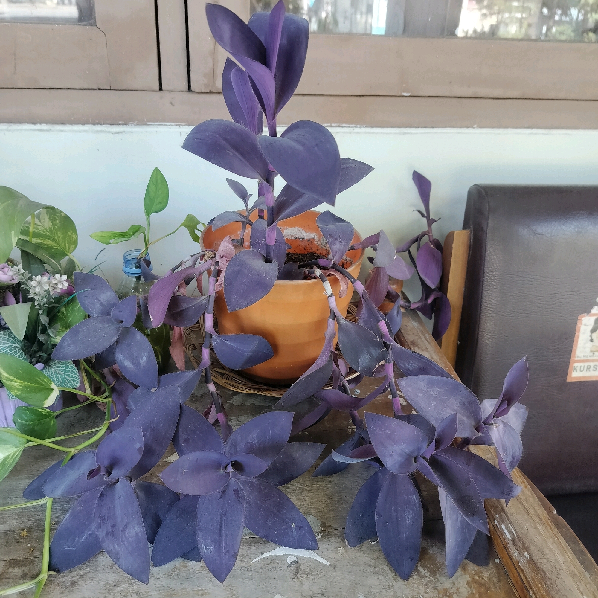 This image shows a collection of plants on a wooden surface, likely a table or windowsill. The dominant plant is a purple heart plant with long, trailing stems and spade-shaped leaves. It is potted in a terracotta-colored pot situated behind a woven placemat. To the left of the purple heart plant, another plant with green and white variegated leaves is visible, along with a smaller plant with delicate white flowers. In the background, a window with wooden trim can be seen, and to the right, a portion of a dark brown leather armchair with a label that reads "KURS" is present. The overall setting appears to be indoors, possibly in a residential or cafe environment within the city of Yogyakarta, Indonesia, given the context provided. The lighting suggests it is daytime. There are no people visible in the image.