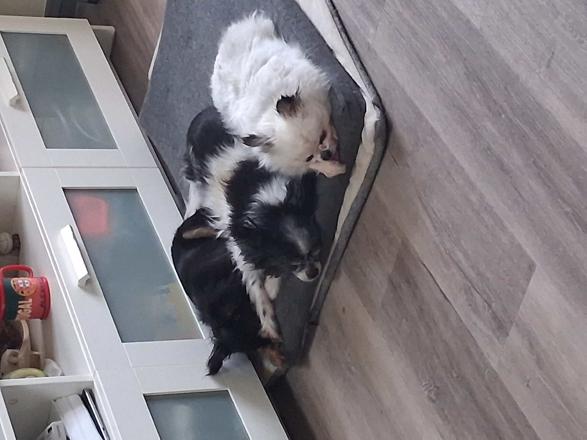 Two dogs, one white and one black and white, are lying in a gray dog bed next to a white cabinet. The scene is indoors, with a wood-look floor. A red object is visible on a shelf of the cabinet. Figueira da Foz, Portugal, is not directly indicated in the image.
