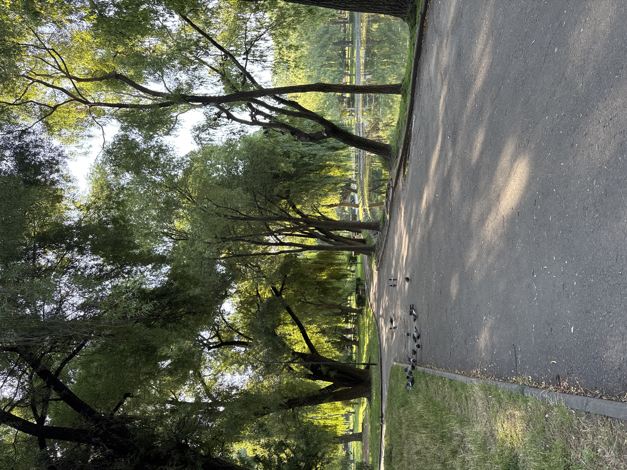 This image depicts a park scene with a paved pathway winding through lush greenery and alongside a body of water. Several trees, some with weeping branches, cast dappled shadows on the path. Pigeons are scattered across the pathway and the grassy verge. The environment suggests a tranquil daytime setting in a park. The city is unknown.