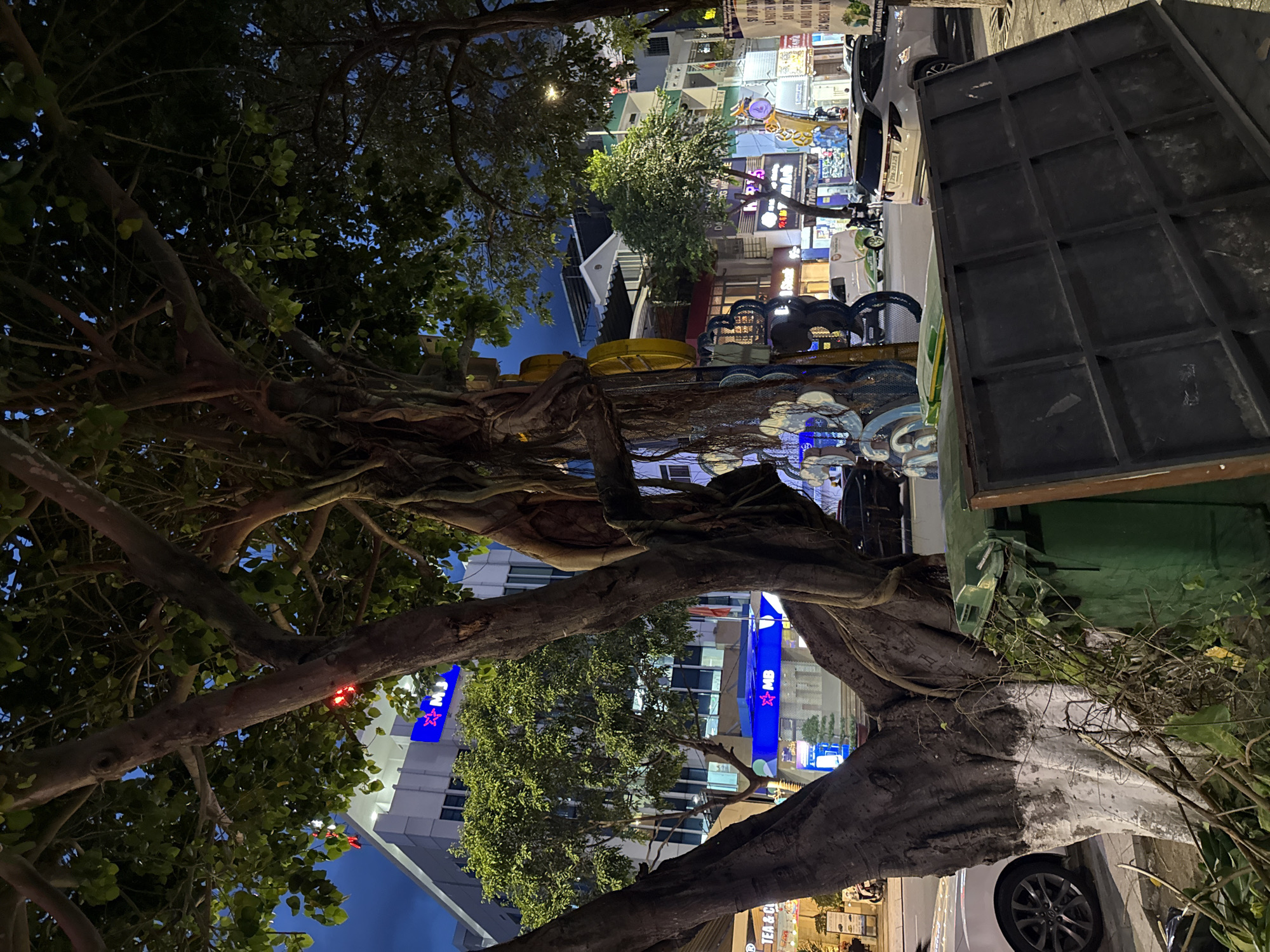 The image depicts a street scene in Nha Trang, Vietnam, at dusk or night. A large tree with exposed roots and branches dominates the foreground, partially obscuring the view of buildings and street activity behind it. The tree trunk is painted white at its base. To the right of the tree is a green dumpster. In the background, buildings with illuminated signs are visible. One sign prominently displays a blue star logo and the letters "MB," likely indicating a bank. Vehicles, including a white SUV and a white van, are parked or driving on the street. Pedestrians are present but not clearly identifiable. The overall environment suggests a commercial or urban area.