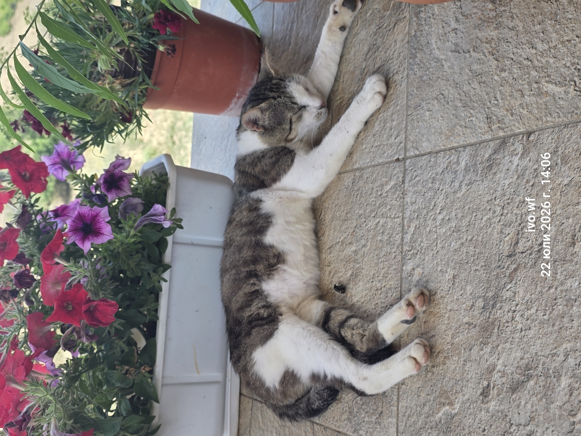 The image depicts a tabby and white cat sleeping on a tiled surface outdoors. The cat is lying on its side with its head resting on its paws. In the background, there are two potted plants with vibrant flowers, one in a white rectangular planter and the other in a terracotta pot. The scene is lit by natural light, suggesting it is daytime. The bottom right corner of the image contains text that reads "ivo.wf 22 юли 2026 г. 14:06". This suggests the photo was taken on July 22, 2026, at 2:06 PM. The location in the city of Chal, Bulgaria, is not explicitly visible in the image itself, but the timestamp implies it was taken at that time and date.