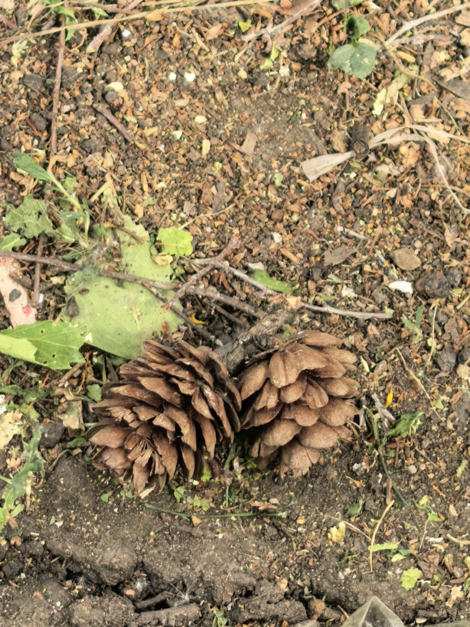 The image shows two pine cones lying on the ground. The ground is composed of dirt, leaf litter, small twigs, and some green vegetation. The pine cones are brown and intact. The scene appears to be outdoors, potentially in a wooded area or garden. The location is described as Sterlitamak, Russia, though there is no specific element in the image that confirms this.
