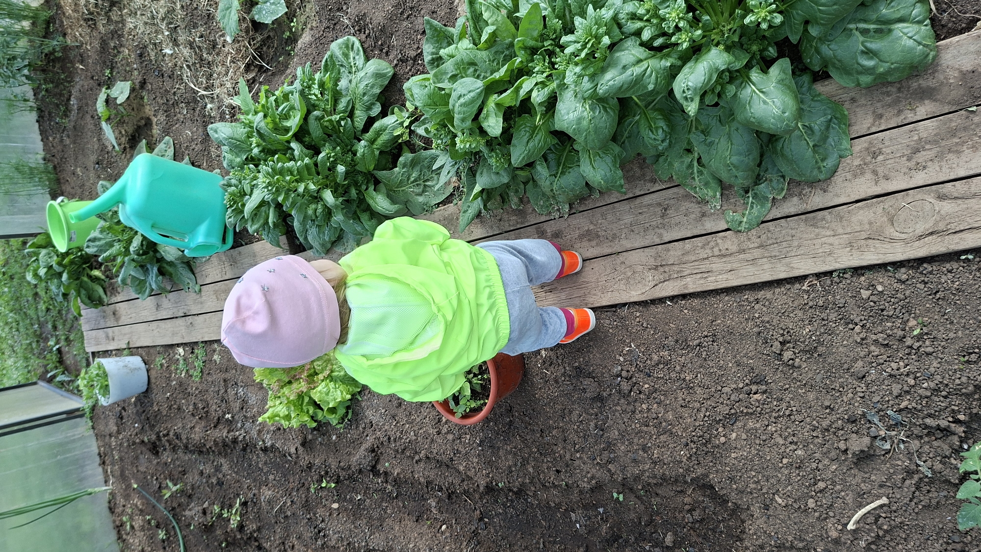 An overhead shot captures a young child exploring a garden or greenhouse. The child, likely a toddler, is dressed in a vibrant lime green jacket, grey pants, and orange and pink shoes, and wears a light pink hat adorned with small star-like patterns. They are positioned on their stomach, facing towards a row of large, leafy green plants, possibly spinach or lettuce, which grow abundantly along a wooden plank pathway.
The setting features dark, rich soil, indicative of a cultivated garden bed. Two bright green watering cans are visible in the upper left section, resting among other leafy plants. Near the child's feet, a brown terracotta pot holds a small plant, and another lighter-colored pot with foliage is in the background. A translucent structure, characteristic of a greenhouse or cold frame, borders the left side of the scene. The natural light suggests it is daytime. The image depicts a moment of childlike curiosity and engagement with the natural environment of a garden, located in Большой Букор, Russia. There is no visible text in the image.