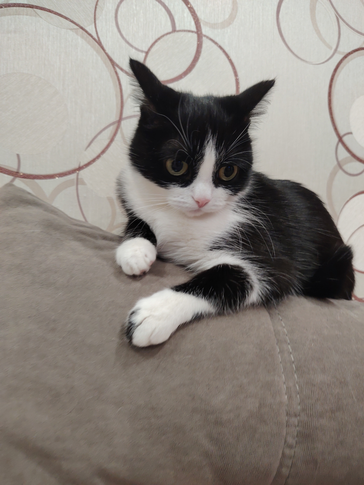 A black and white cat with green eyes is lying on a brown cushion in front of a patterned wallpaper. The cat is in the center of the image, facing the camera. Its front paws are resting on the cushion, and its hindquarters are also on the cushion. The wallpaper behind the cat has a pattern of beige and light brown circles. The image is well-lit and the cat is in focus. The scene appears to be indoors, possibly in a living room.