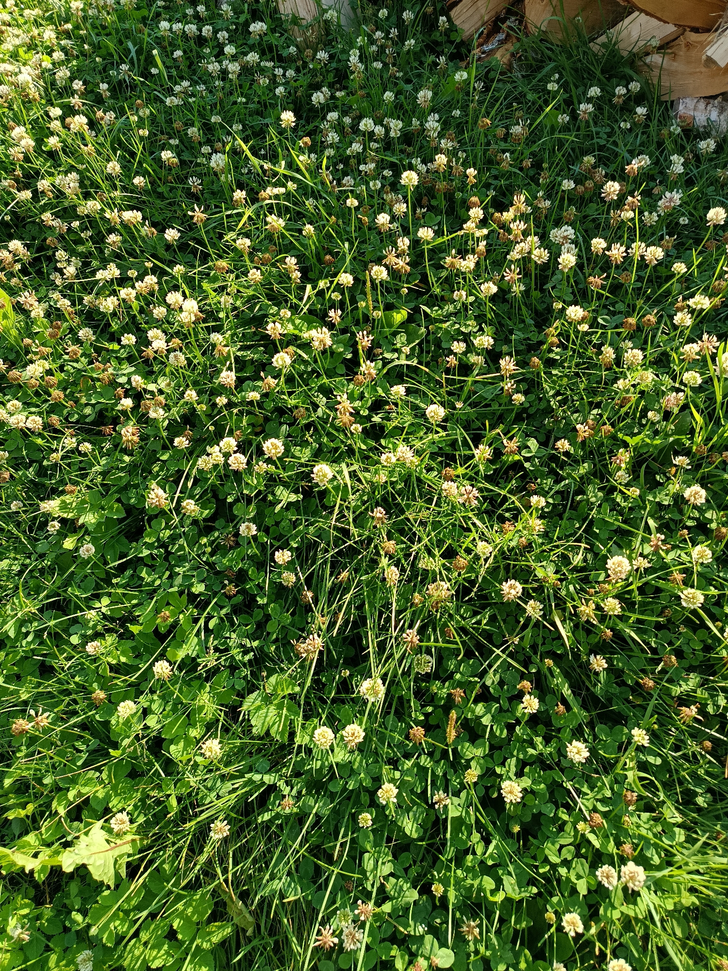 A close-up, top-down view captures a dense patch of green grass dotted with numerous small, white clover flowers. Some of the clover flowers appear fully bloomed and round, while others are in various stages of drying out, showing browning petals. Tall blades of grass intermingle with the clover, creating a textured carpet. In the upper right corner, a portion of a stack of cut logs is visible, suggesting an outdoor setting possibly near a wooded area or a place where firewood is stored. The sunlight casts shadows and highlights across the foliage, indicating it is daytime. The scene depicts a natural ground cover with a few man-made objects at the edge. The location is the Смілавіцкі сельскі Савет in Belarus.