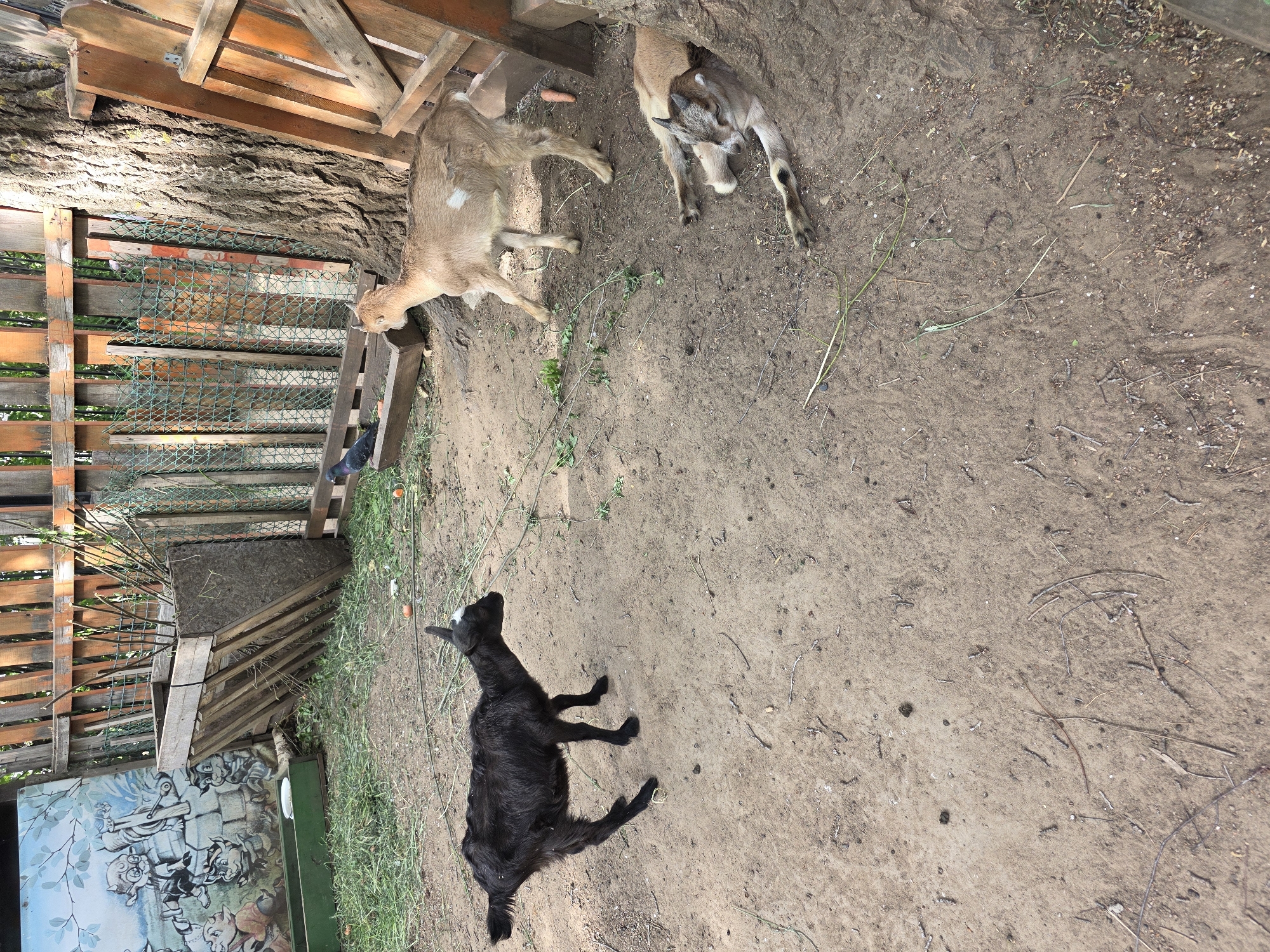 The image shows three goats in an enclosure. One goat is black and lying down, while the other two goats are tan and standing near a wooden structure. The ground is dirt, and there are some bits of vegetation. The location is likely in the city of Chaikovsky, Russia.