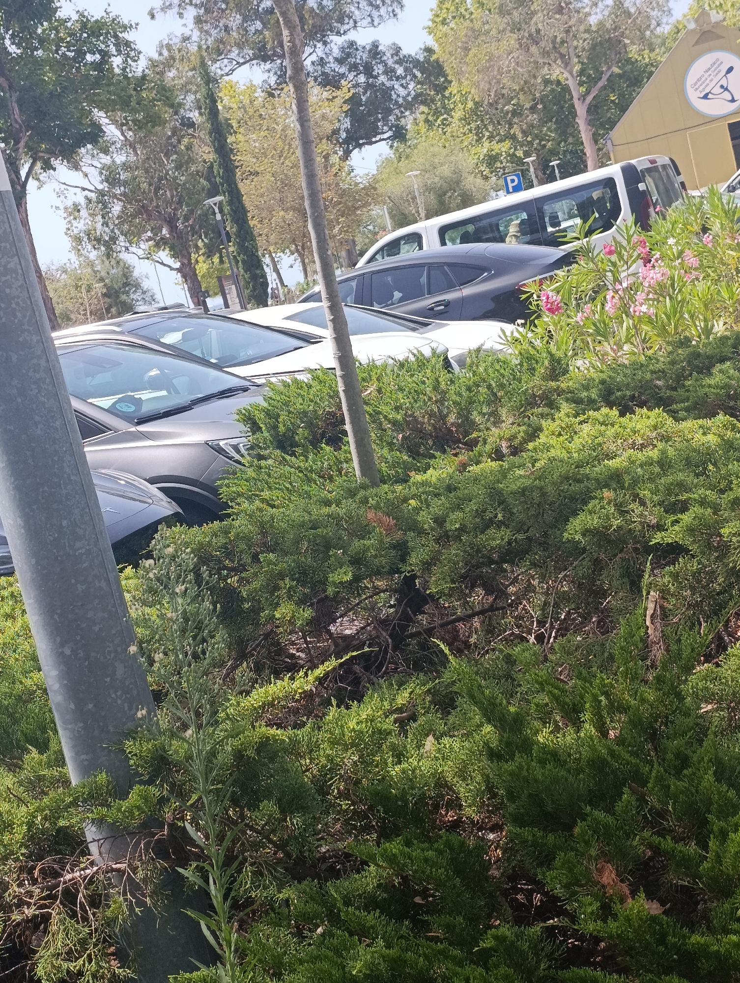 This image captures a view of parked cars in what appears to be a parking lot or roadside in Setúbal, Portugal. The foreground is dominated by dense green foliage, likely bushes and trees, with a tall, grey, cylindrical pole on the left side. Behind the foliage, several cars are visible, including a dark-colored SUV, a white car, and a white van. In the background, there are more trees and a yellow building with a sign that appears to be an emblem and text. A blue parking sign is also visible on a pole. The lighting suggests it is daytime.